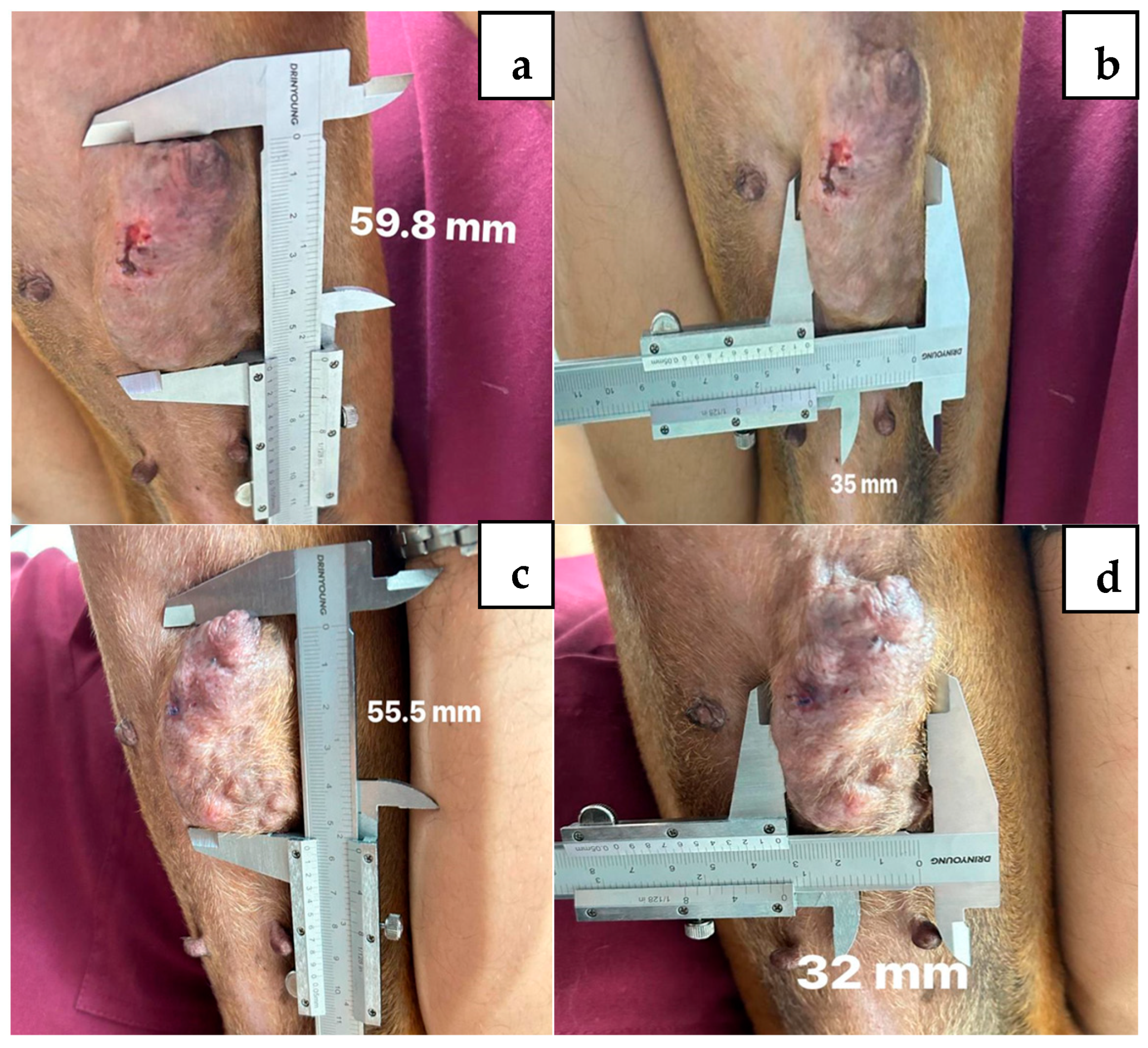 Vetsci 12 00522 g002