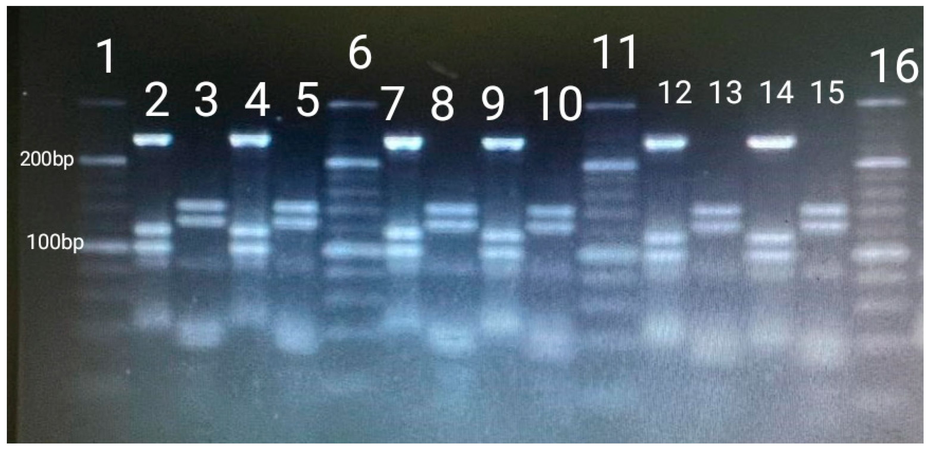 Vetsci 12 00527 g001