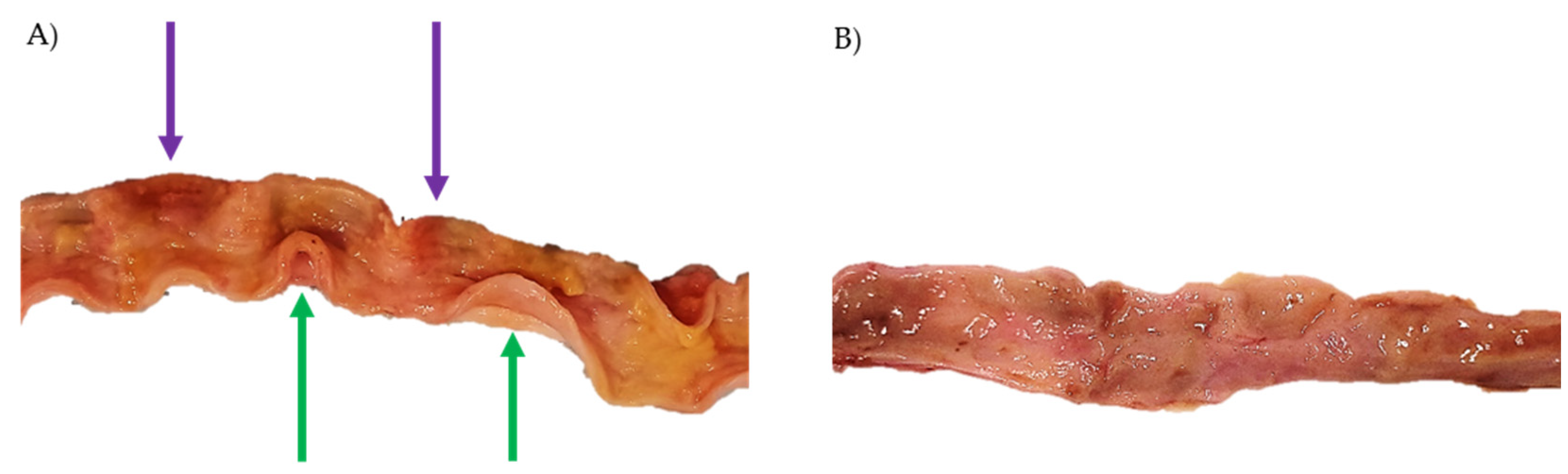 Vetsci 12 00529 g004