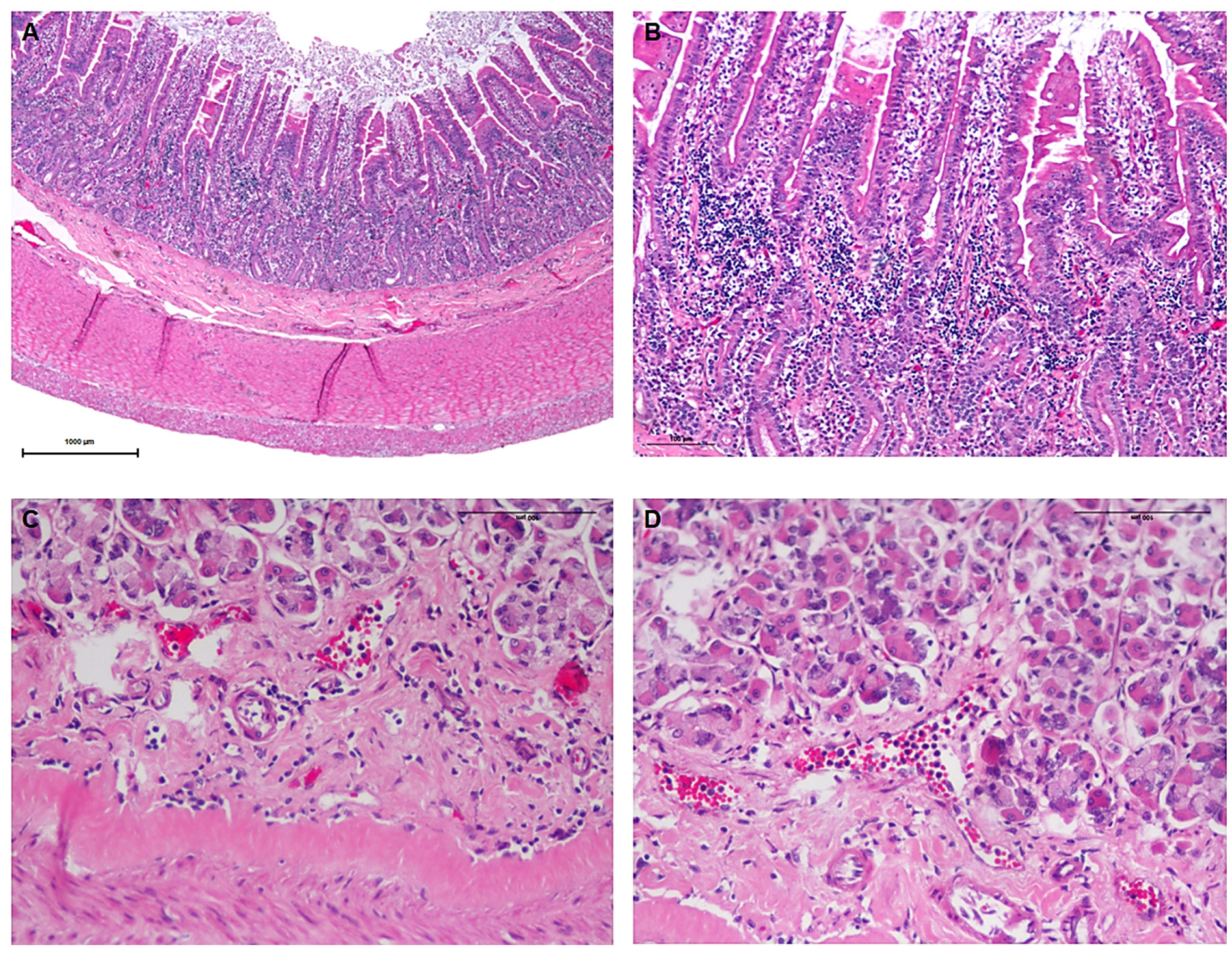 Vetsci 12 00529 g007