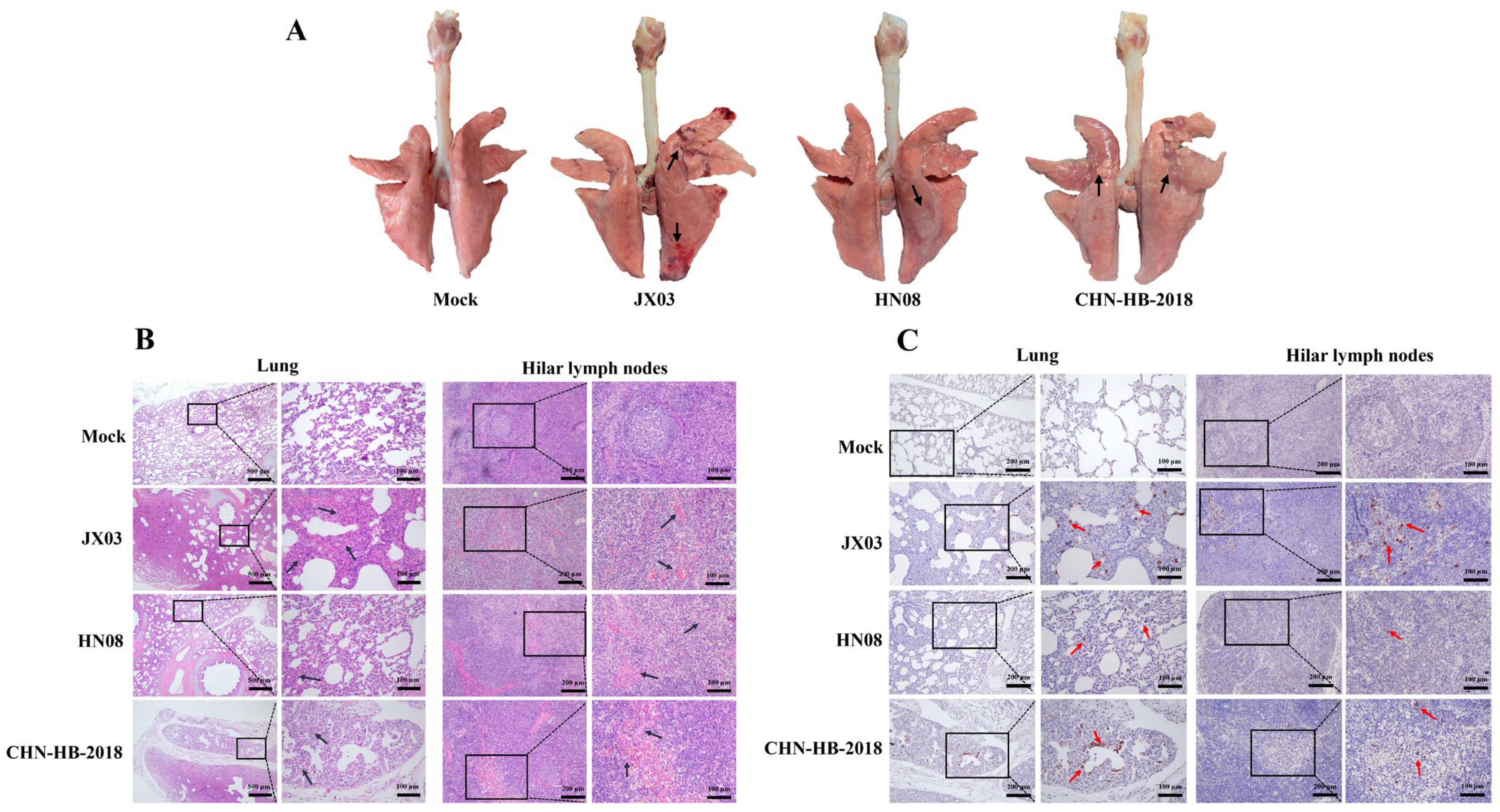 Vetsci 12 00530 g008