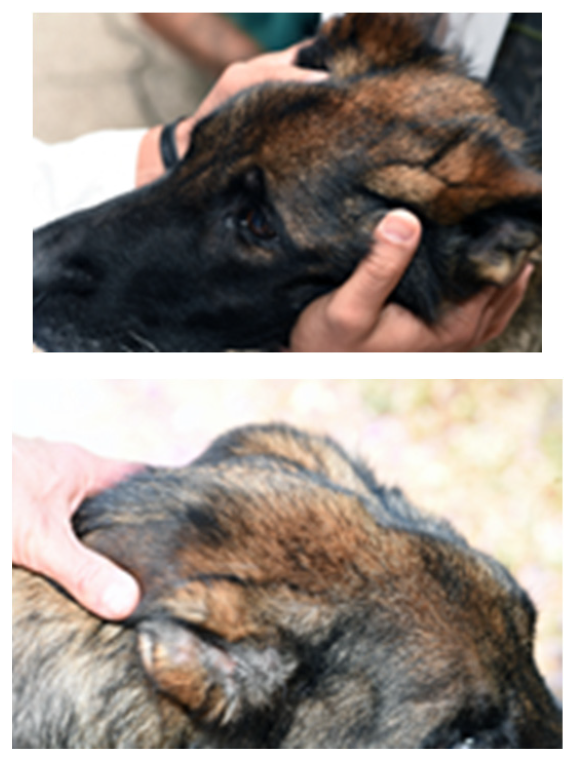 Vetsci 12 00531 g001a