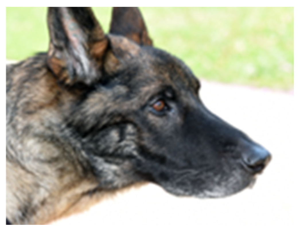 Vetsci 12 00531 g001b