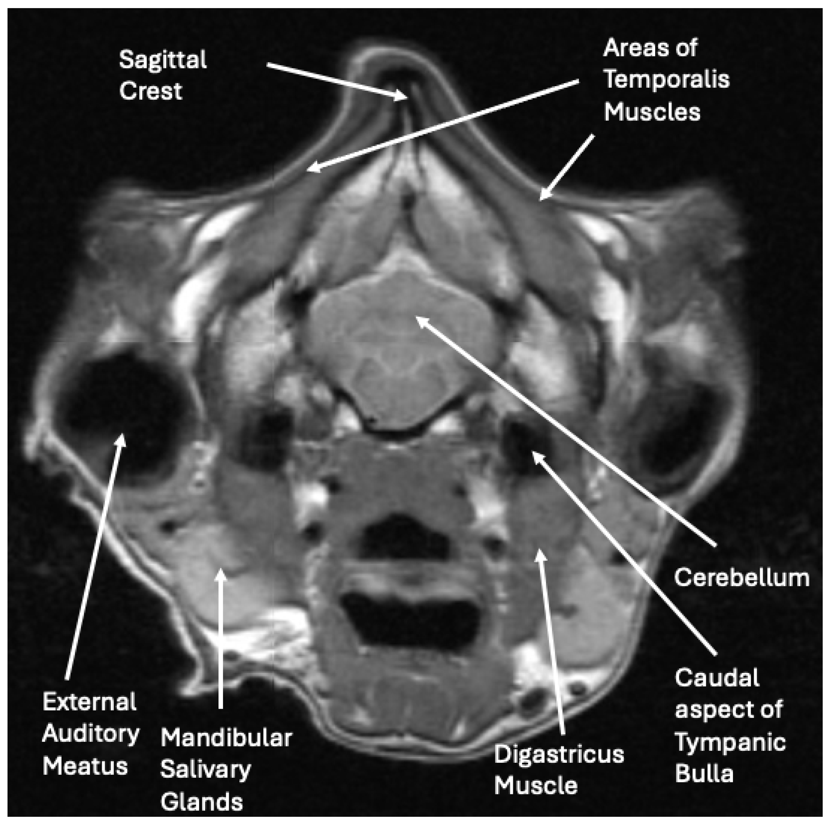 Vetsci 12 00531 g003