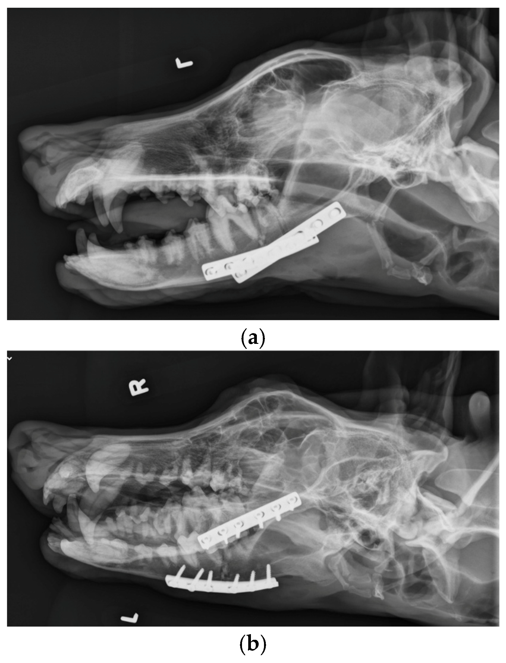 Vetsci 12 00531 g006a