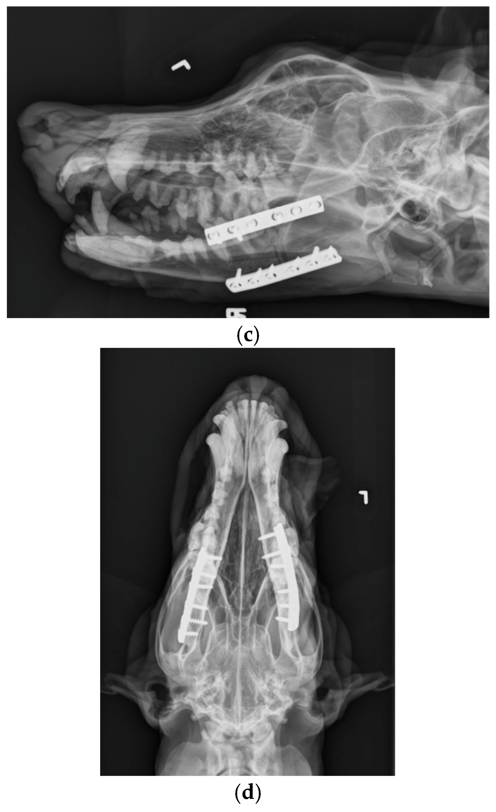 Vetsci 12 00531 g006b