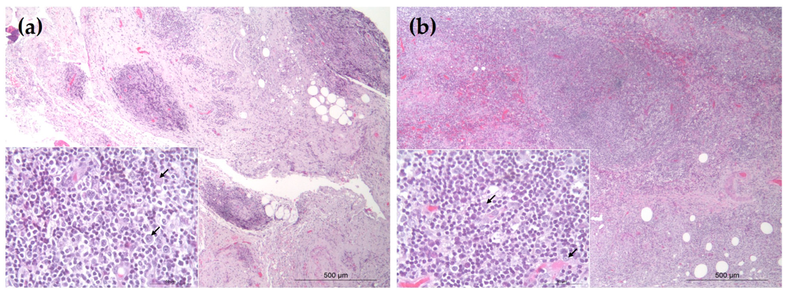 Vetsci 12 00532 g001