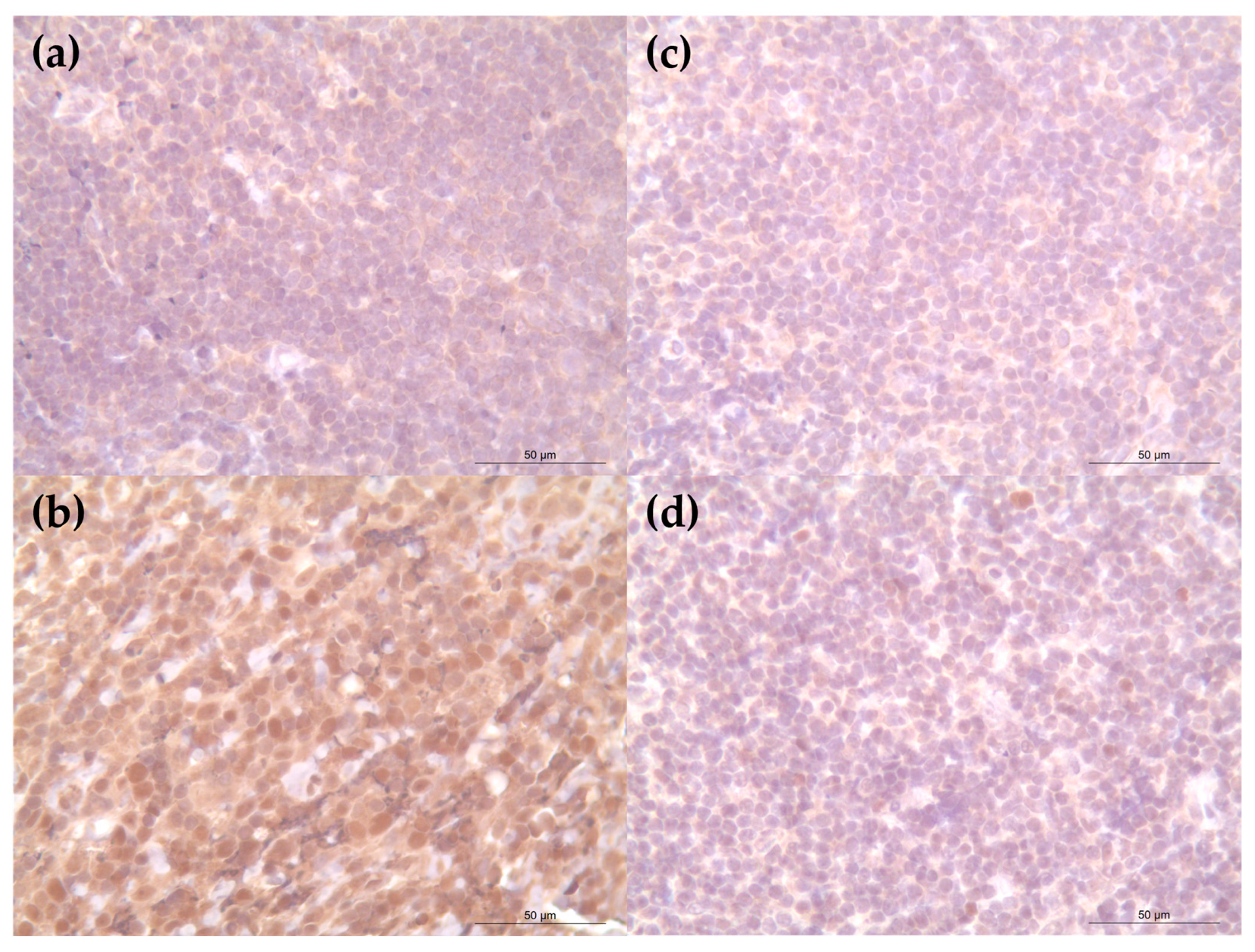 Vetsci 12 00532 g003