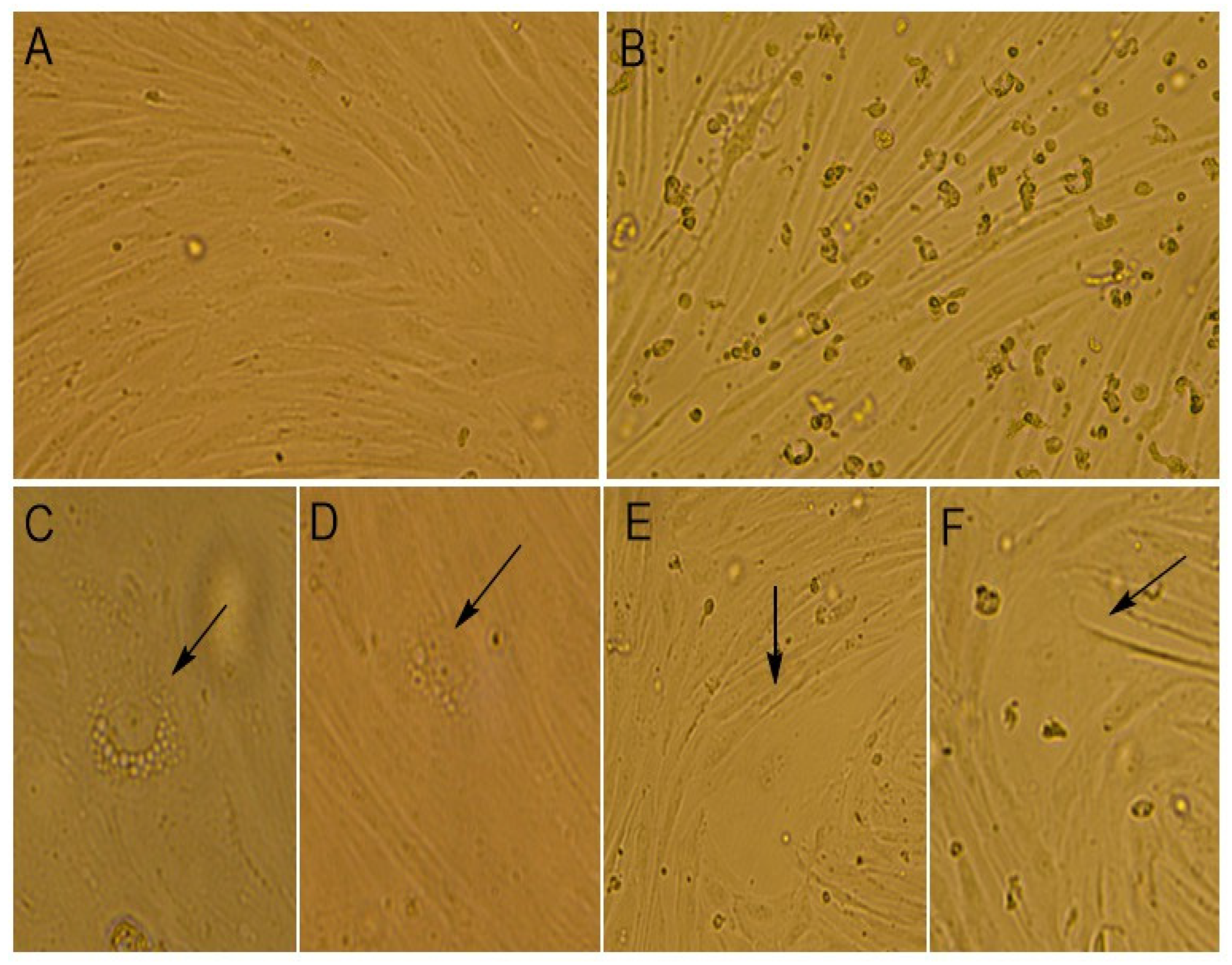 Vetsci 12 00535 g002