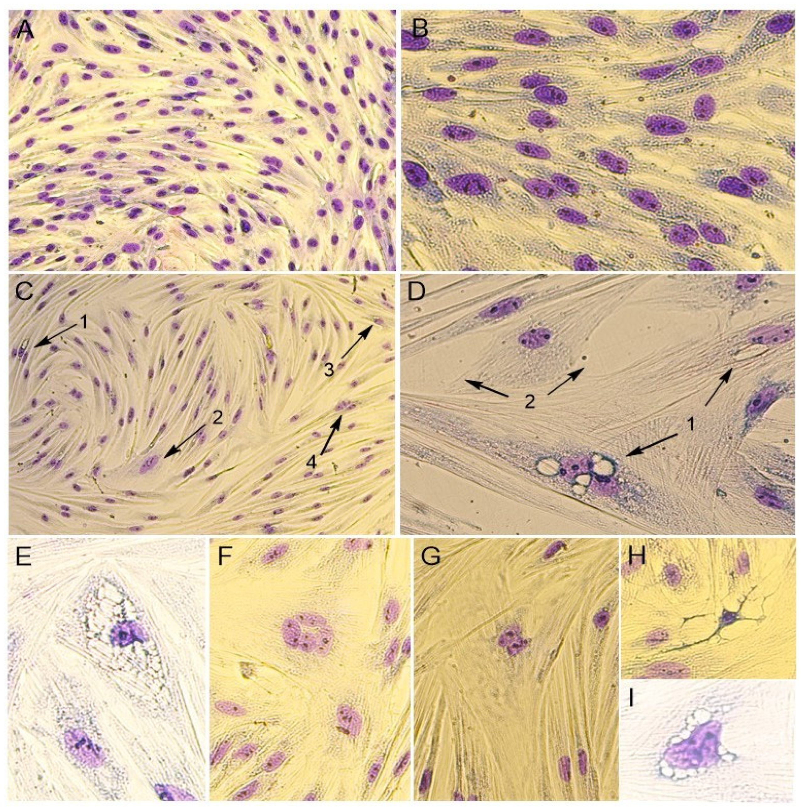 Vetsci 12 00535 g003