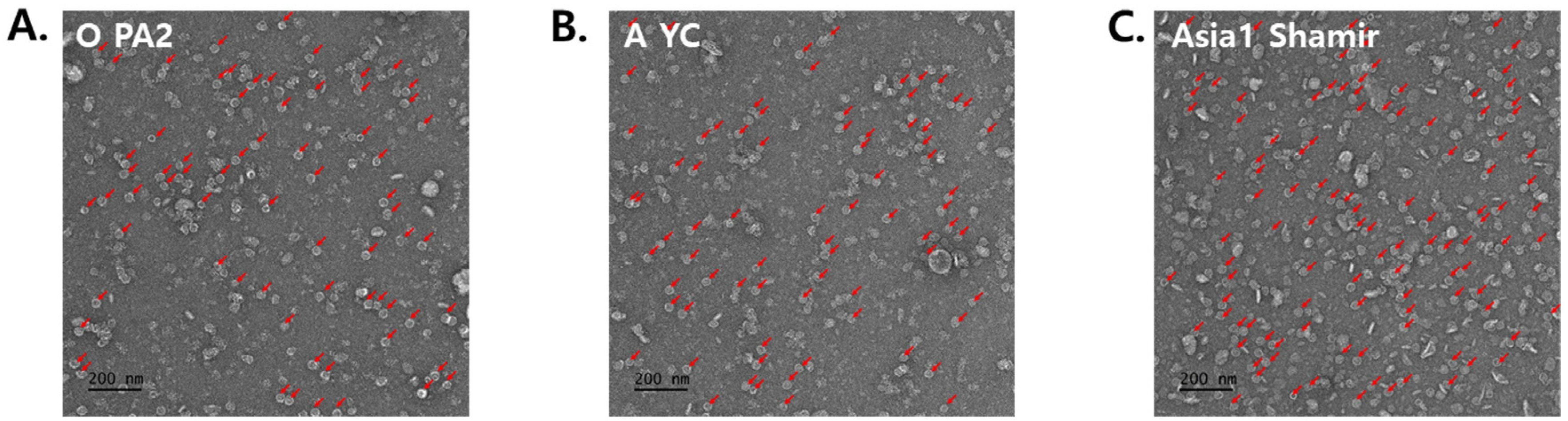 Vetsci 12 00539 g003a