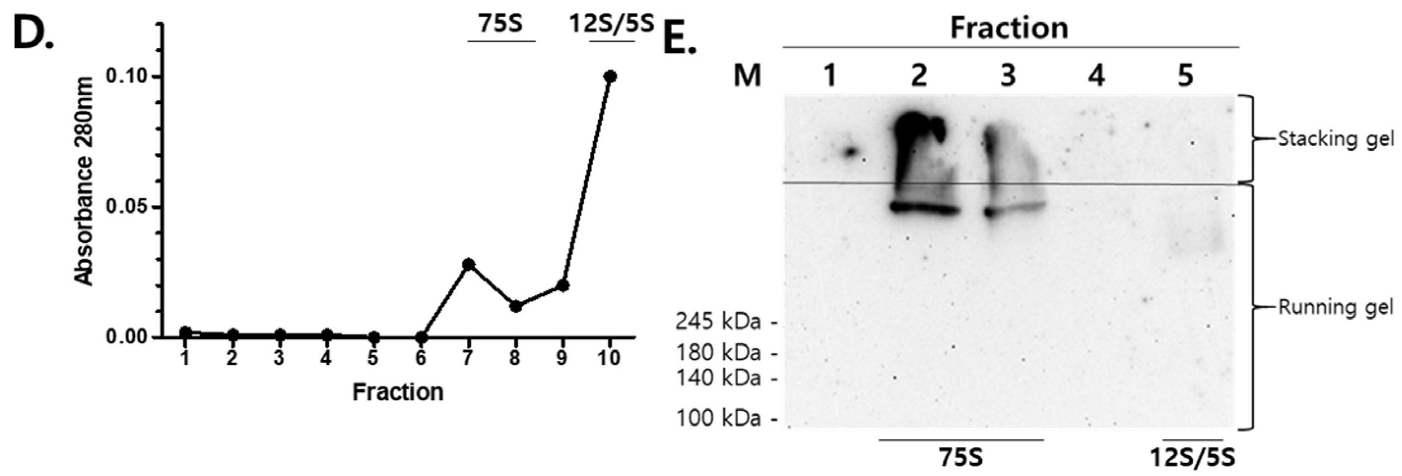 Vetsci 12 00539 g003b