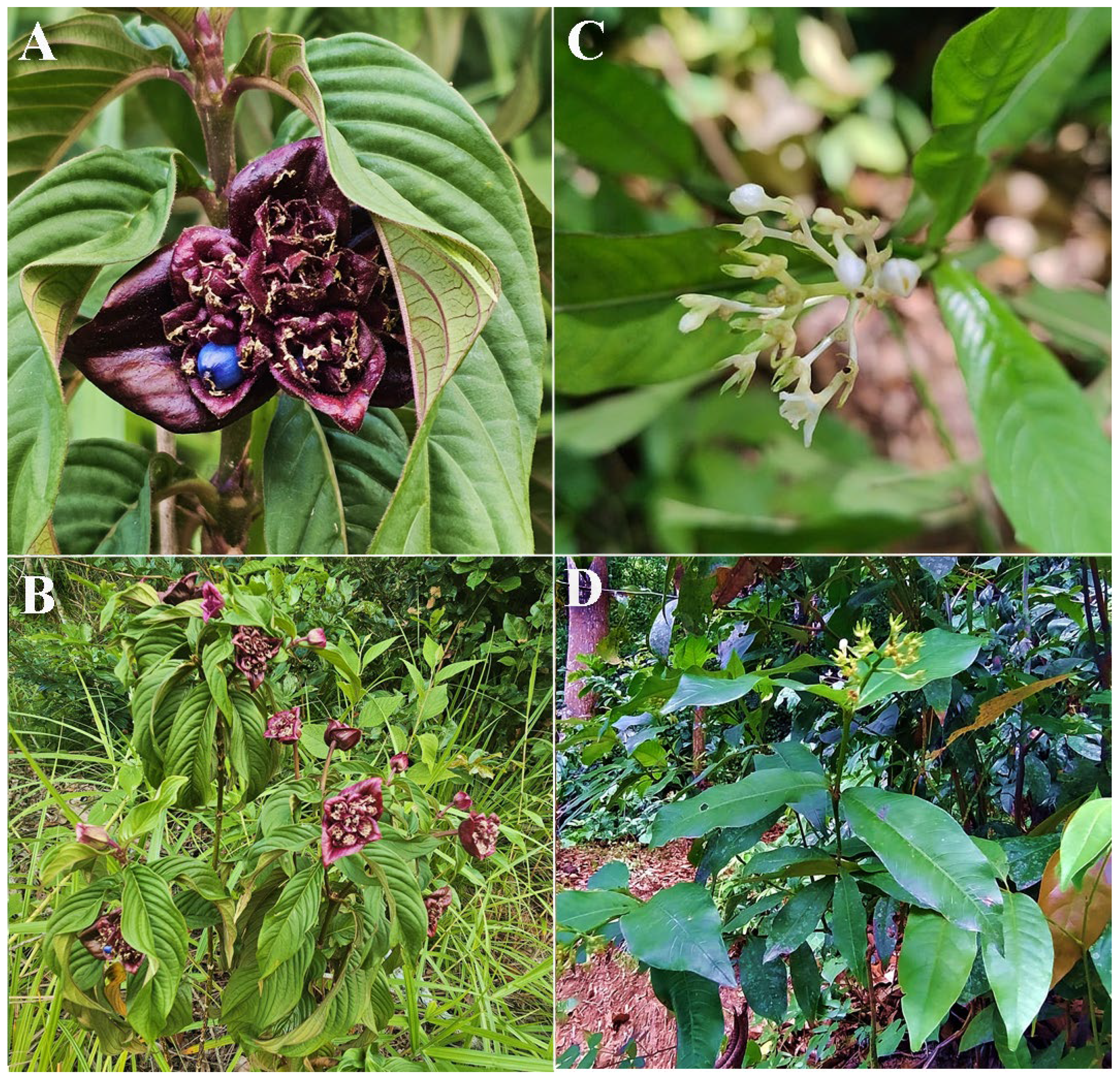 Vetsci 12 00540 g003