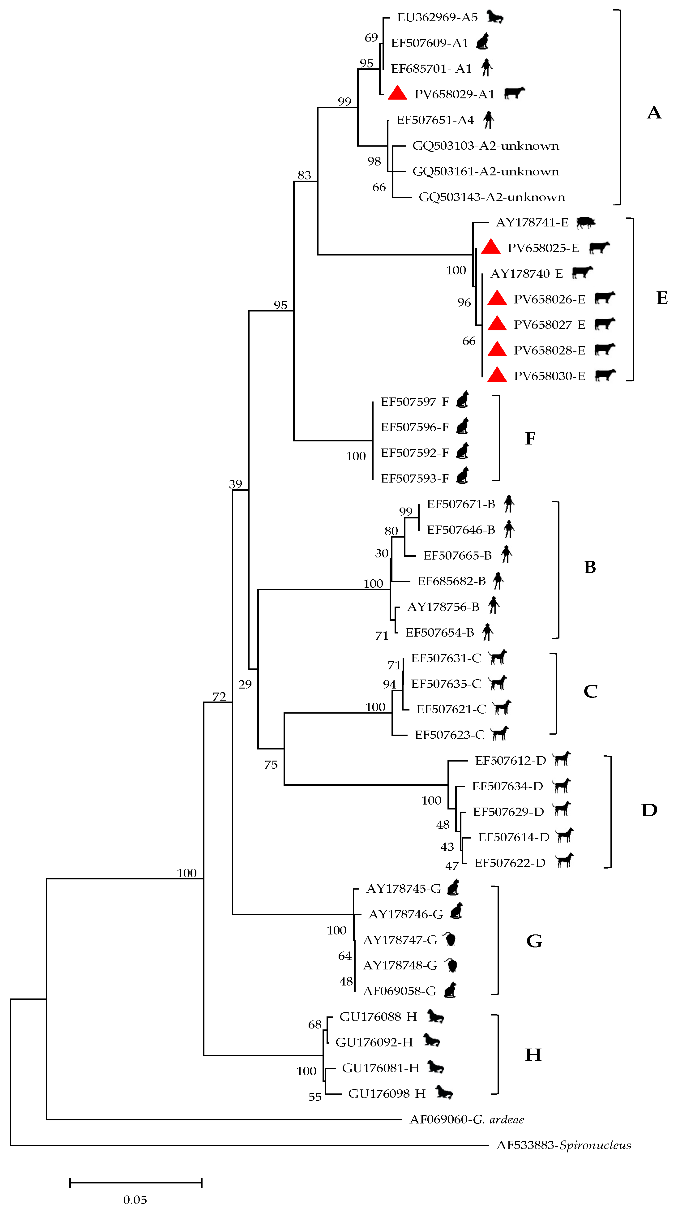 Investigation of Infection of Enterocytozoon bieneusi and
