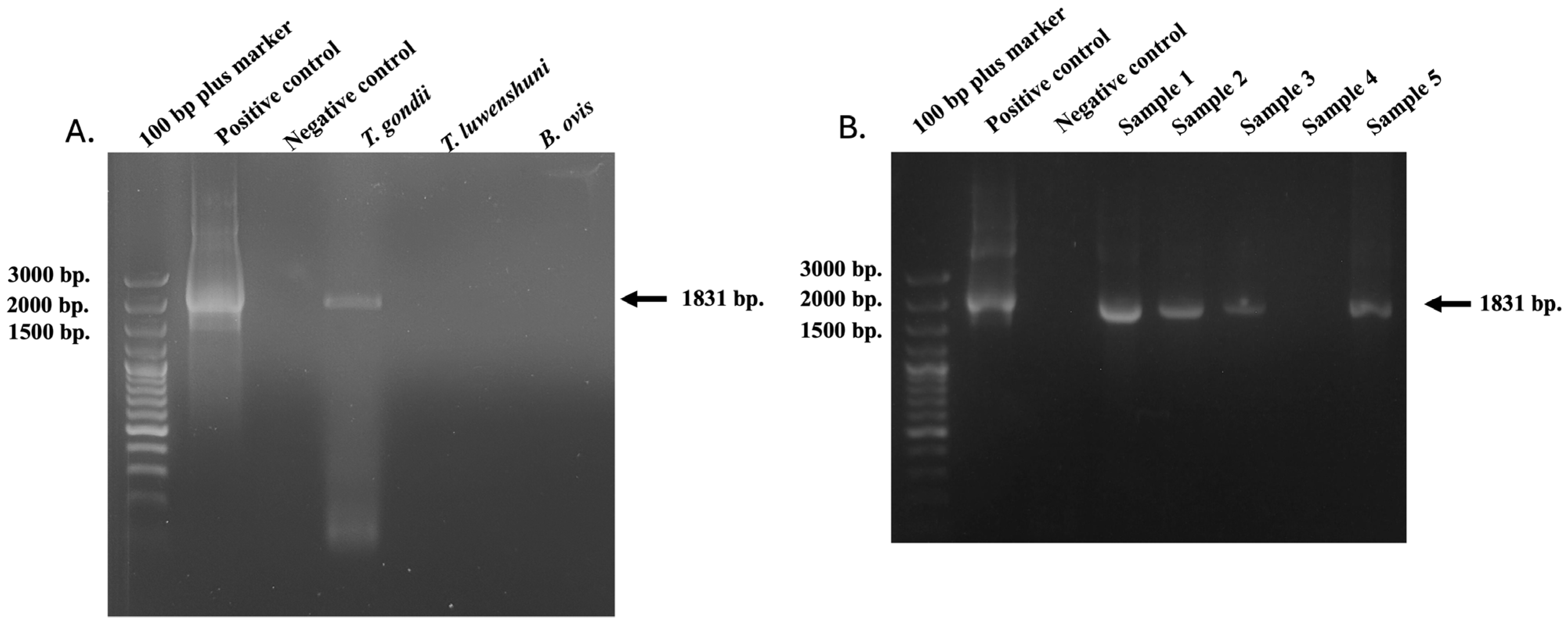Vetsci 12 00555 g001 Vetsci 12 00555 g001