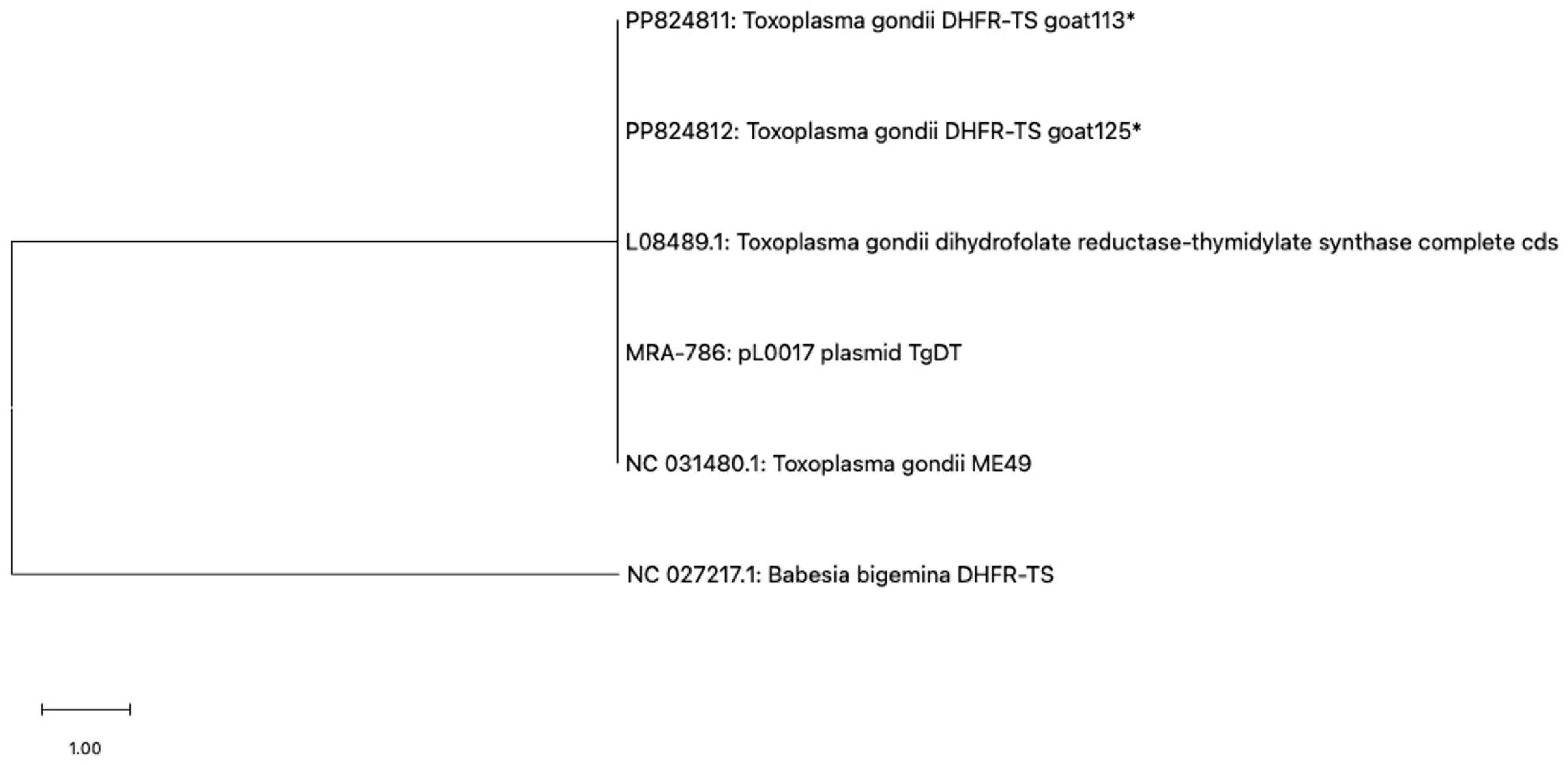 Vetsci 12 00555 g004 Vetsci 12 00555 g004