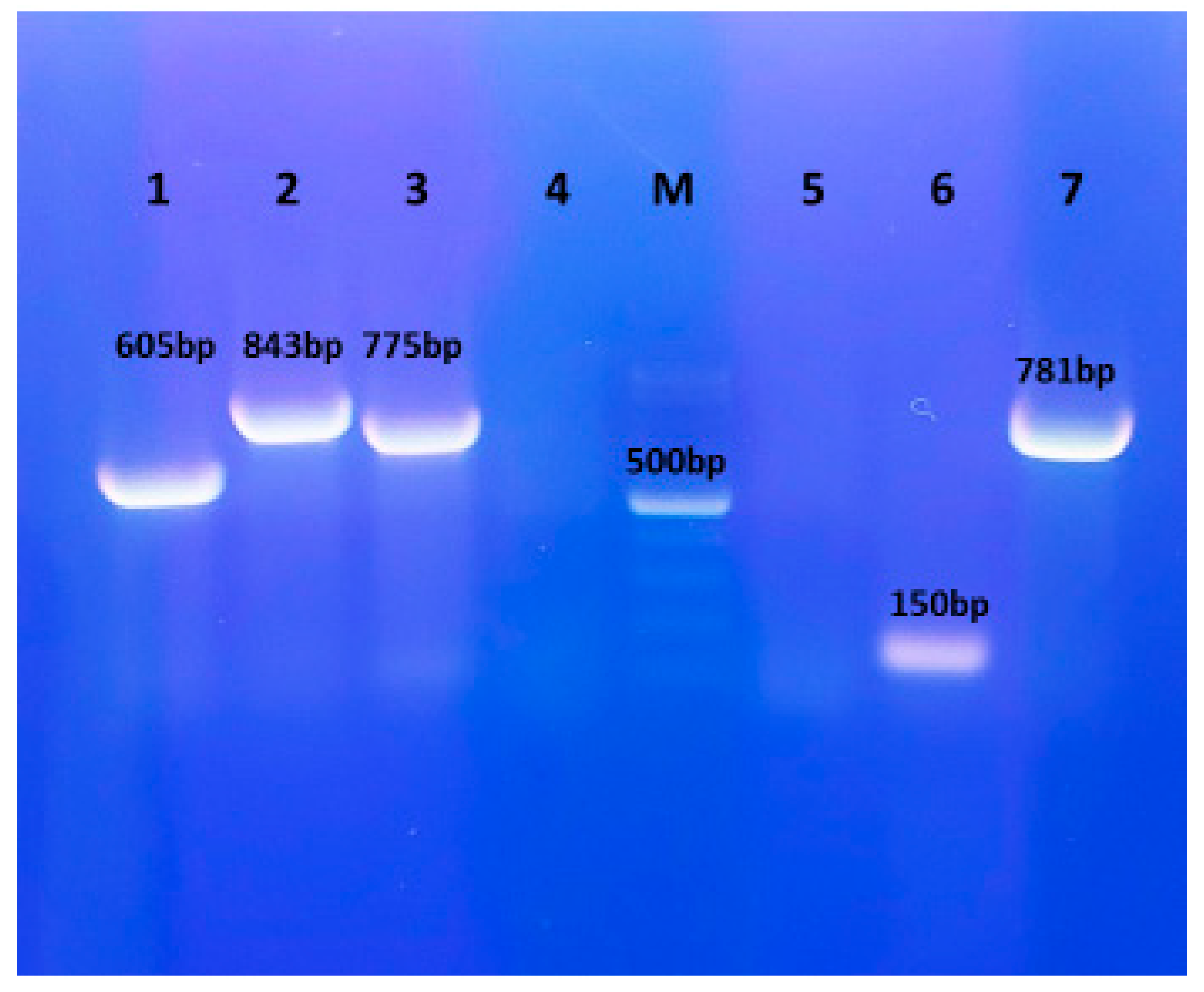 Vetsci 12 00573 g003