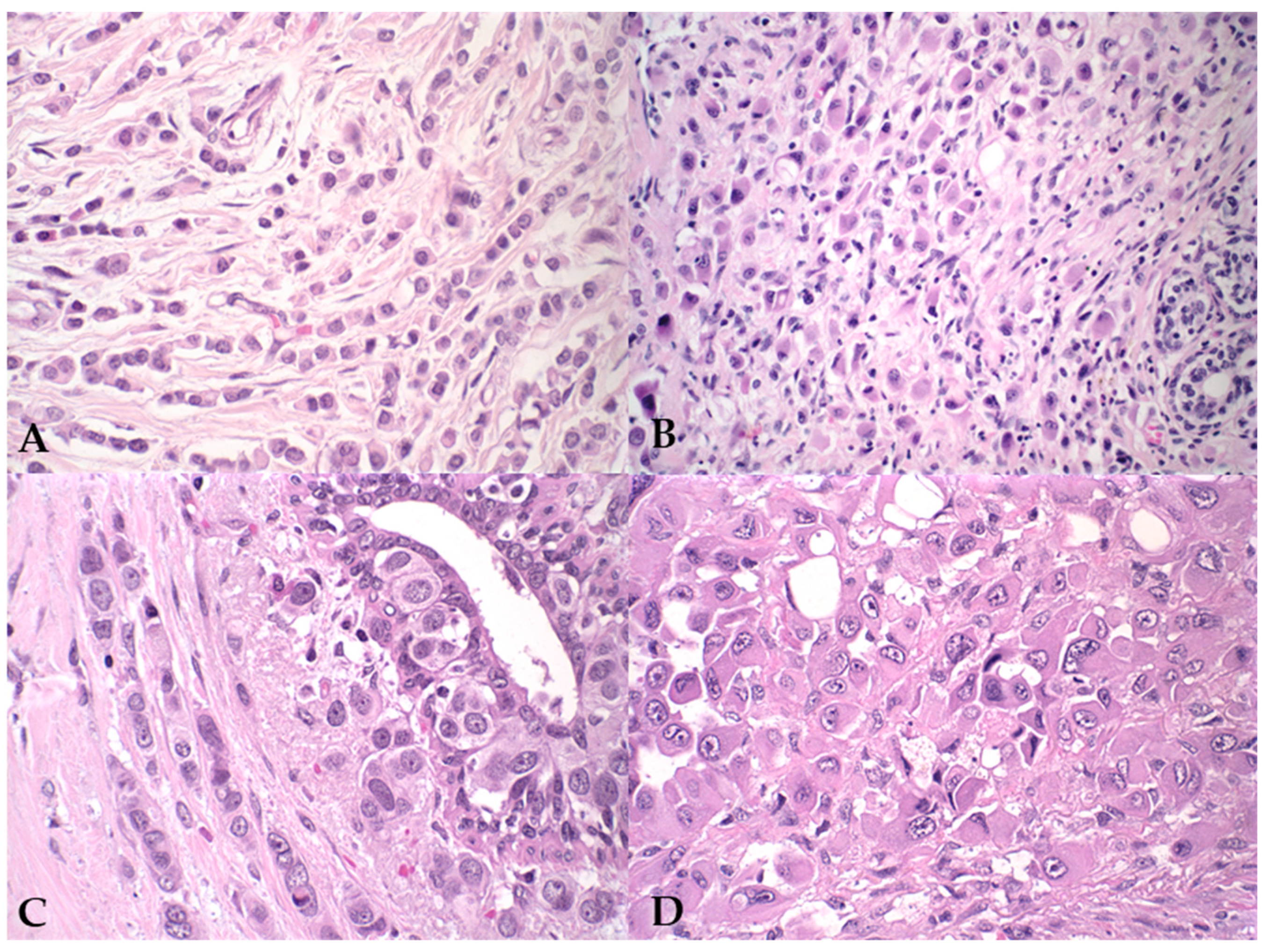 Vetsci 12 00587 g001 Vetsci 12 00587 g001