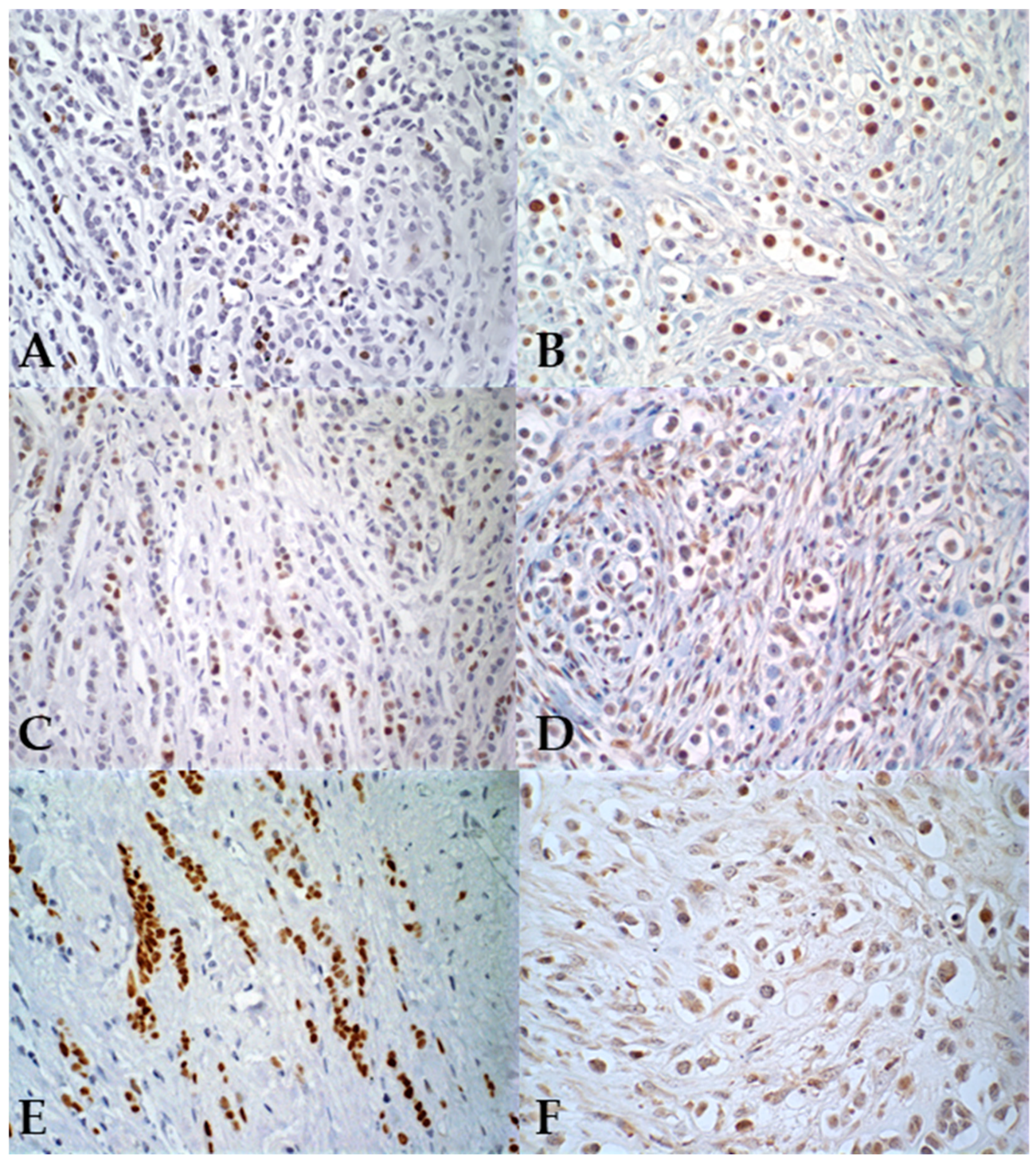 Vetsci 12 00587 g002 Vetsci 12 00587 g002