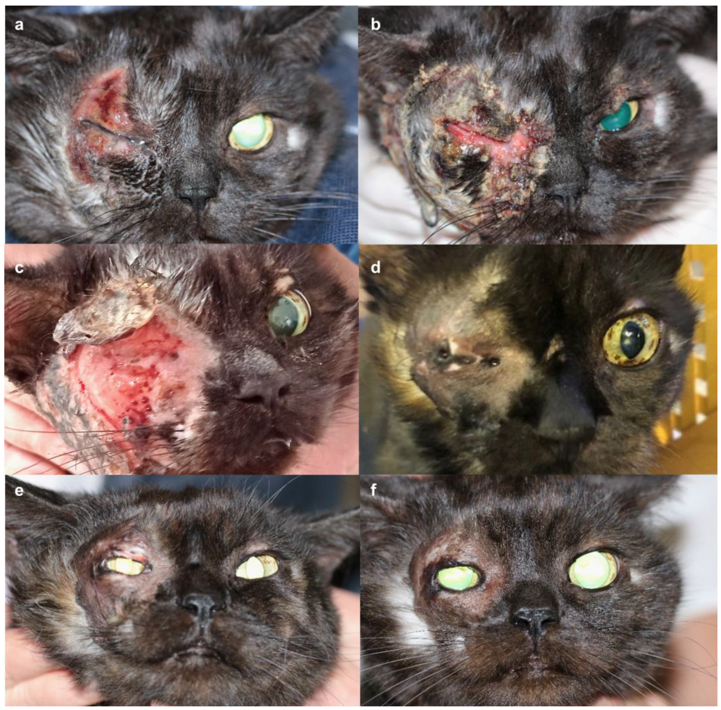 Vetsci 12 00589 g001