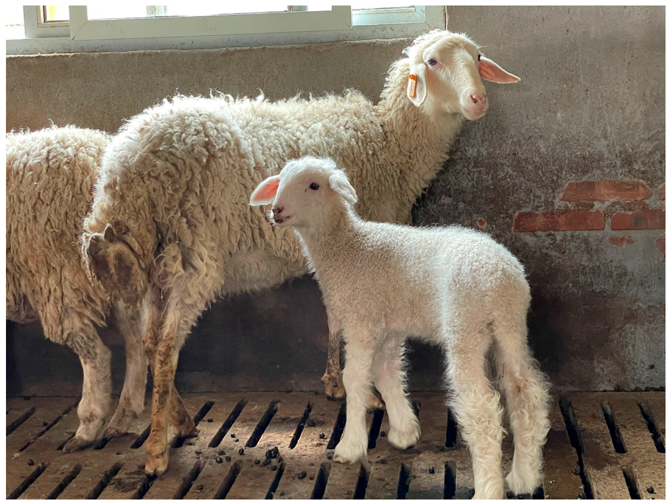 Vetsci 12 00591 g001