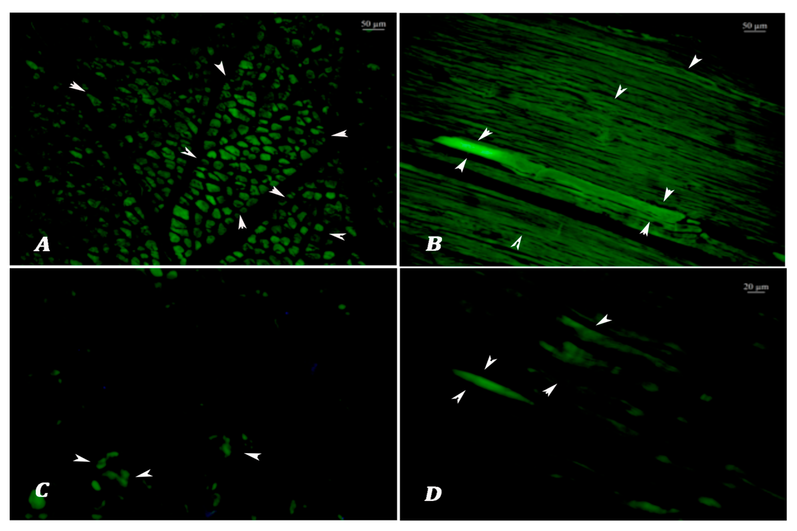 Vetsci 12 00593 g001