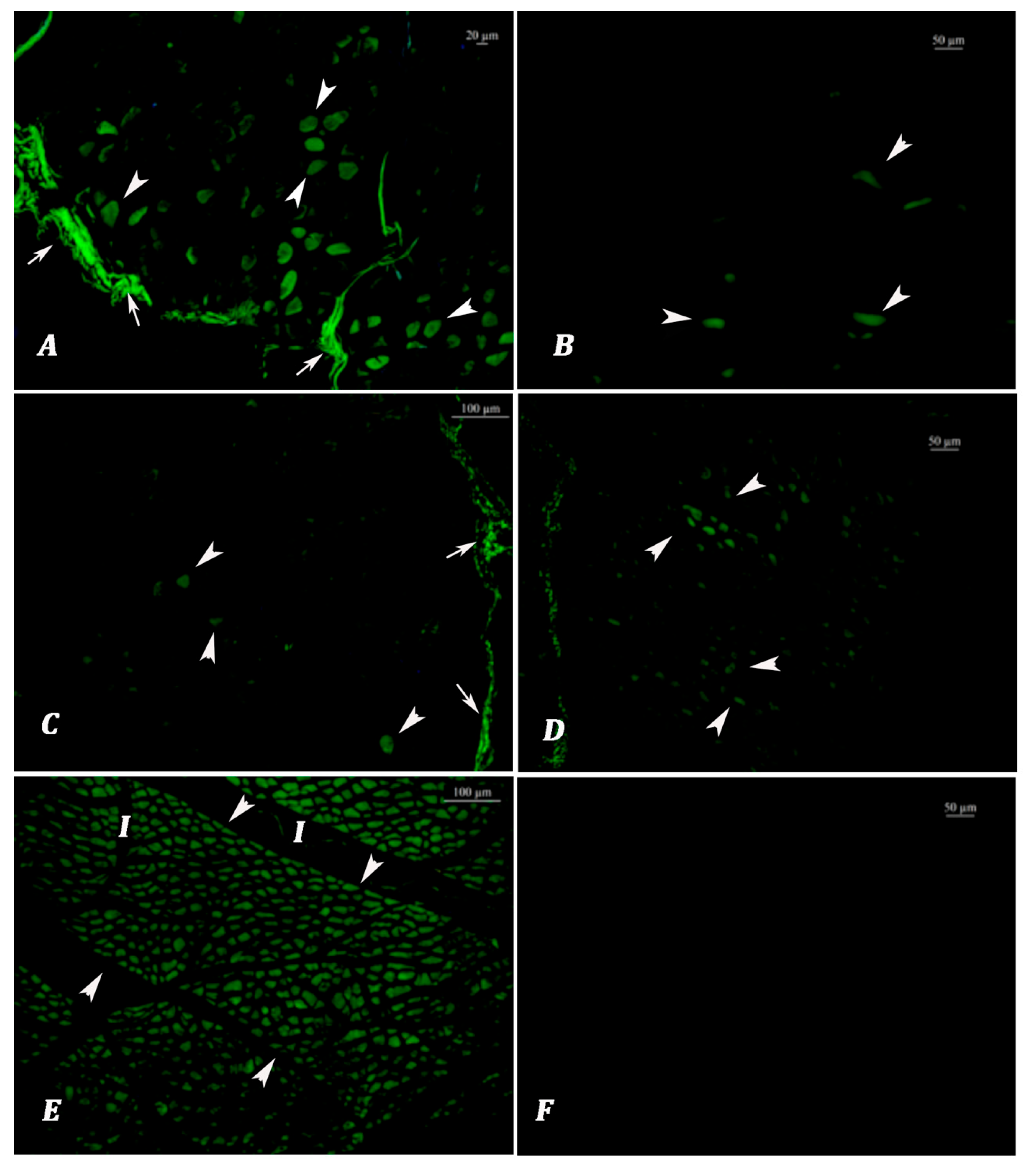 Vetsci 12 00593 g002