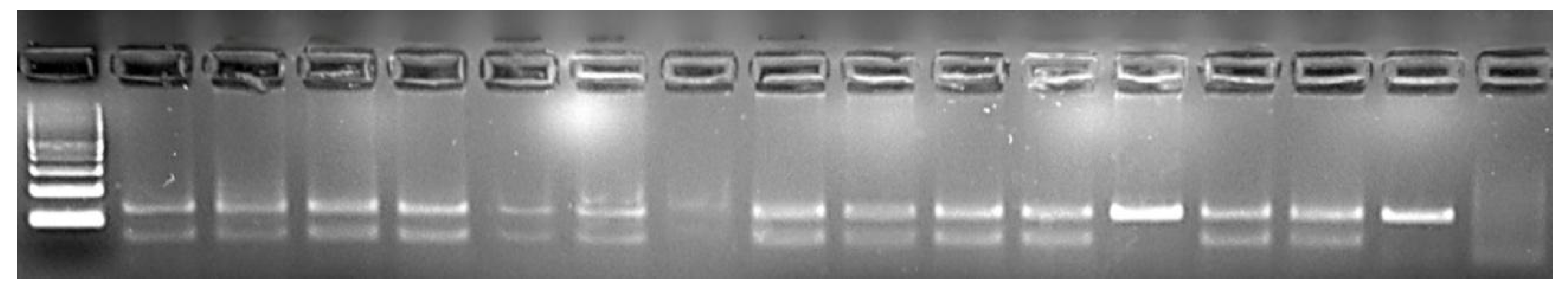 Vetsci 12 00593 g003