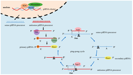 piRNAs as Potential Regulators of Mammary Gland Development