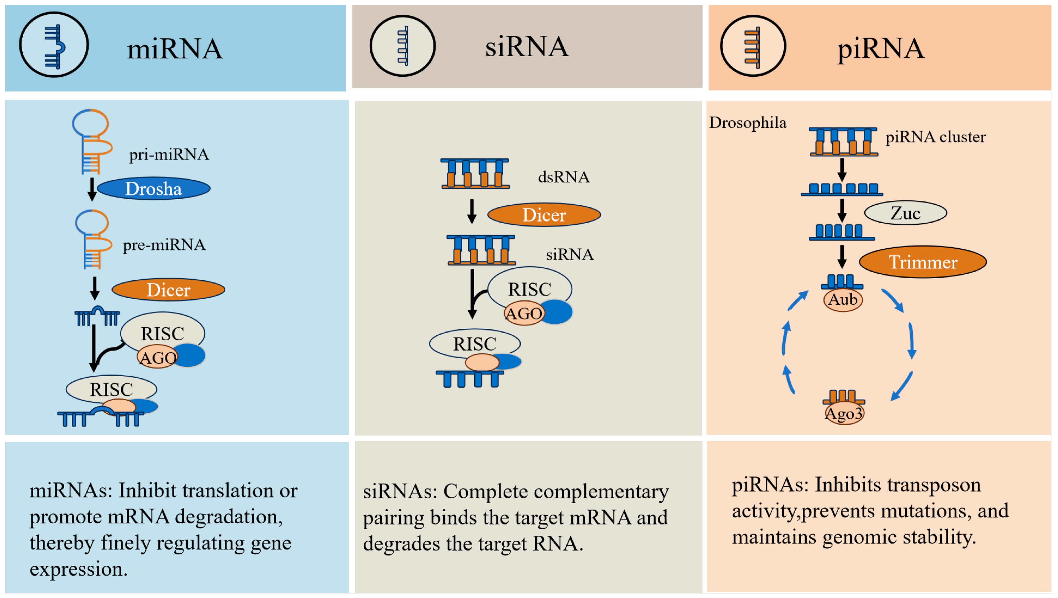 Vetsci 12 00594 g002 Vetsci 12 00594 g002
