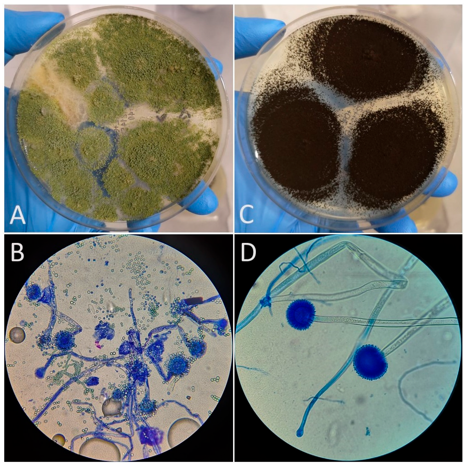 Vetsci 12 00597 g001