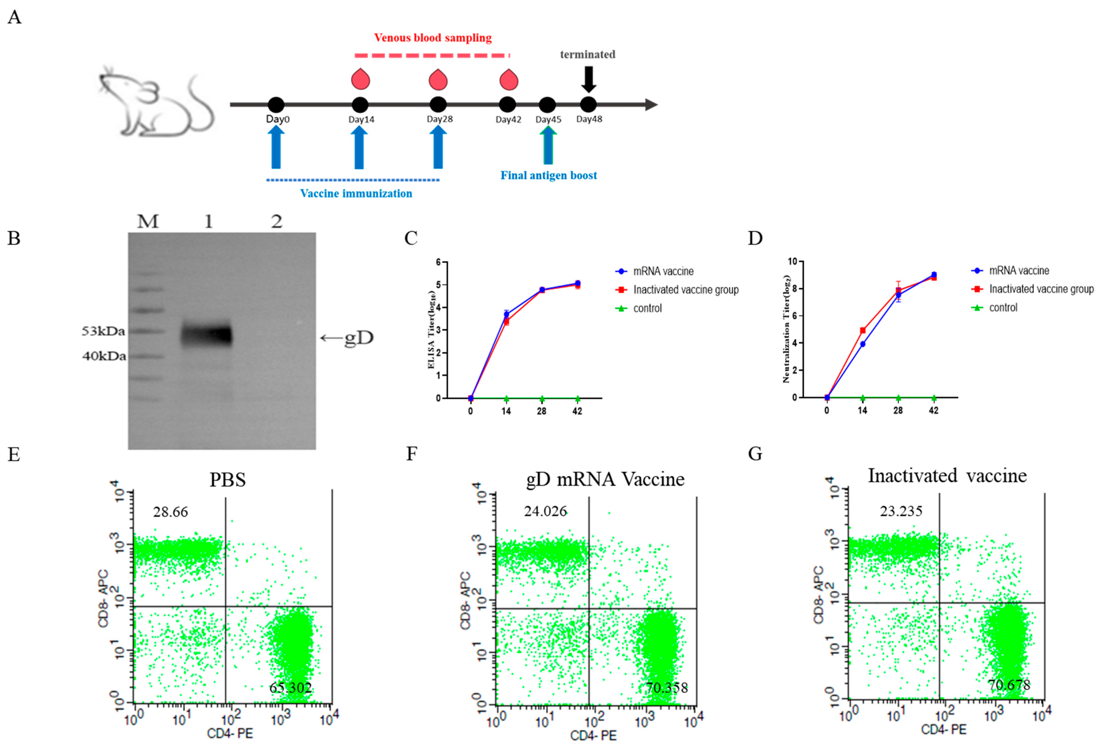 Vetsci 12 00601 g002