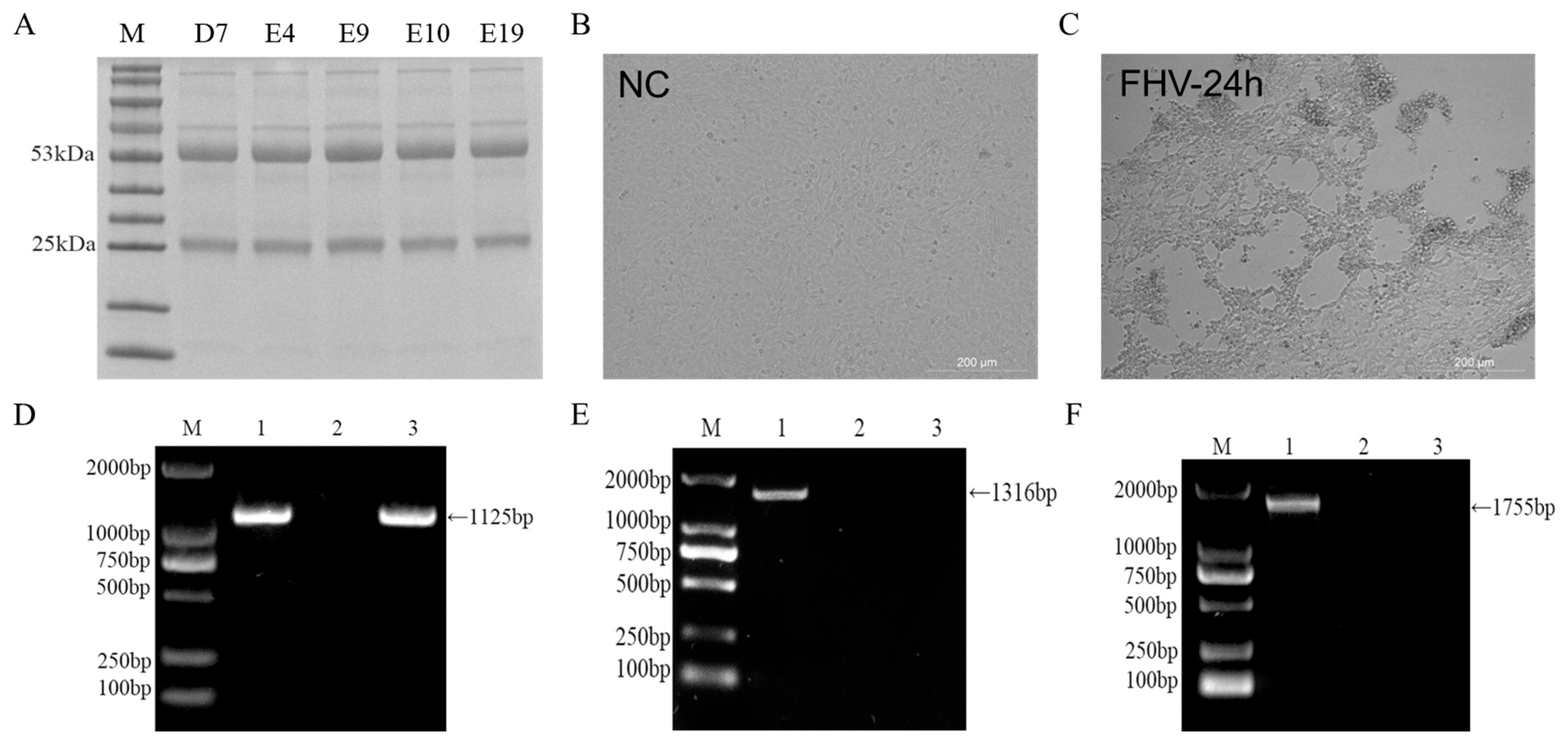 Vetsci 12 00601 g003