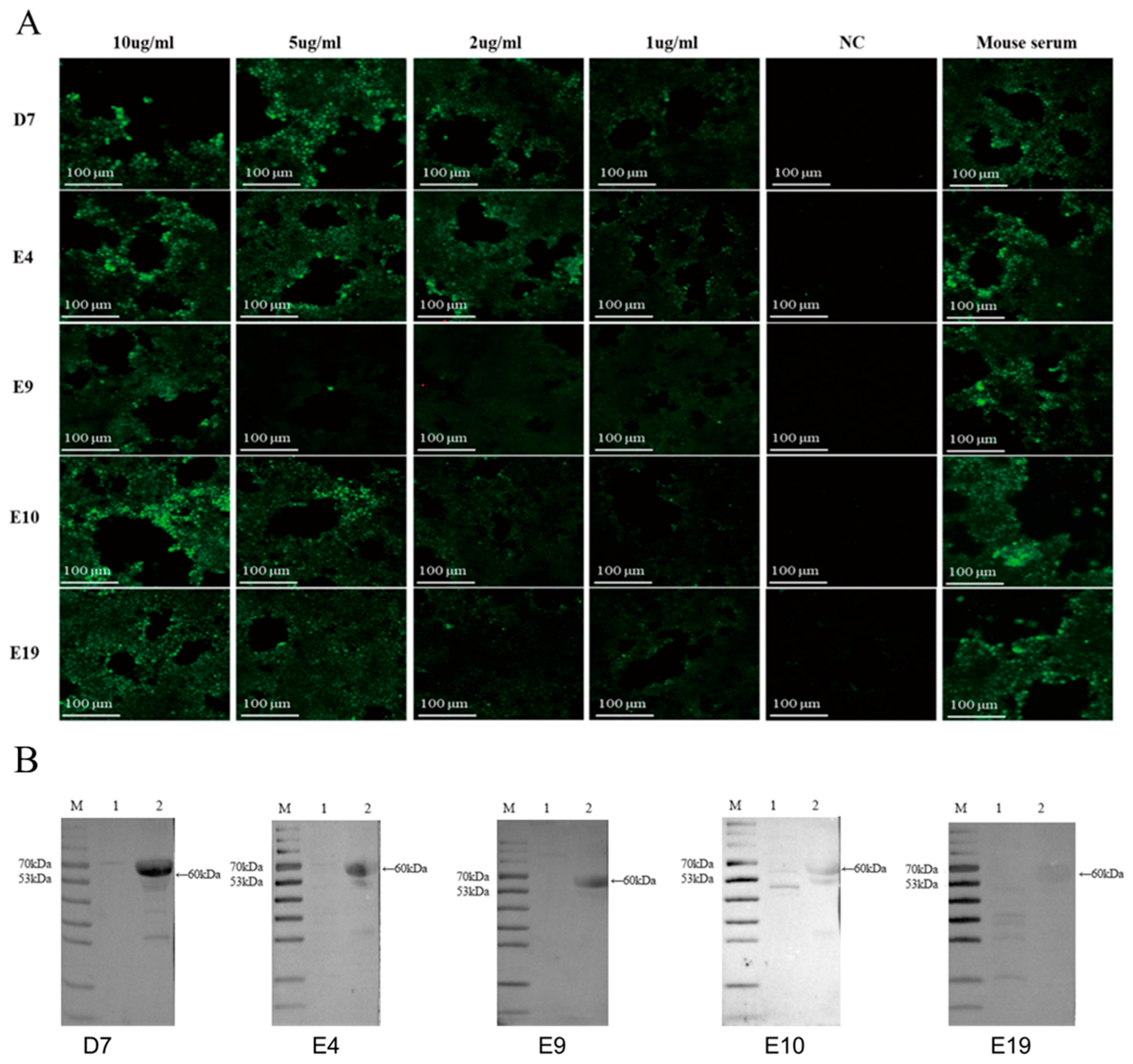 Vetsci 12 00601 g004