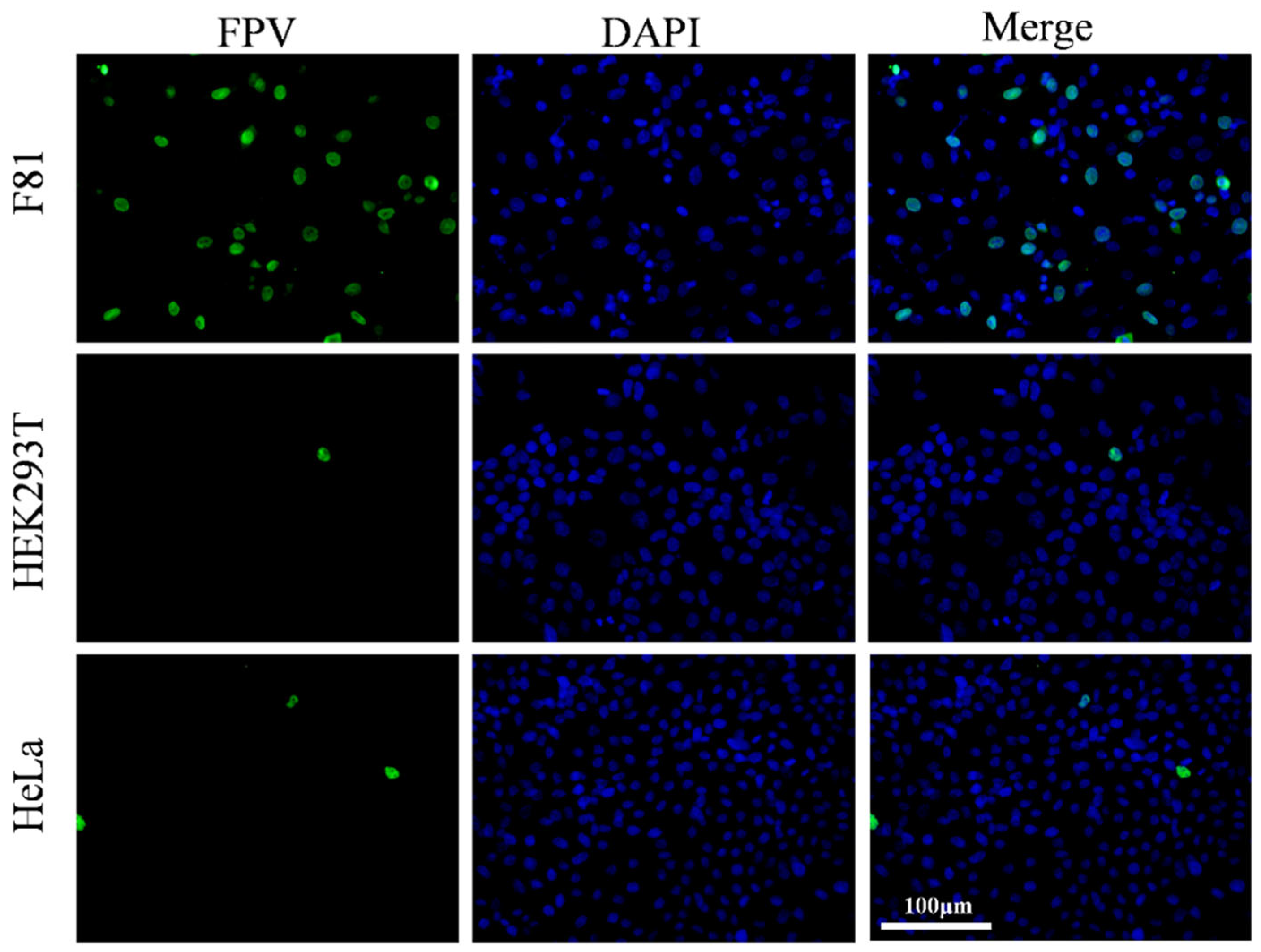 Vetsci 12 00602 g001