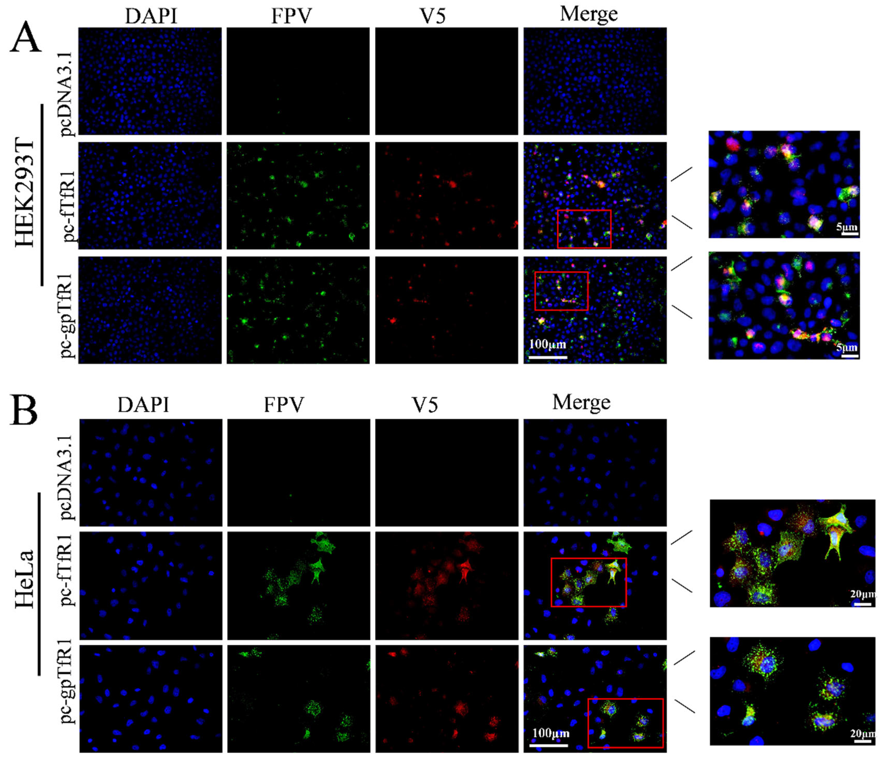 Vetsci 12 00602 g005