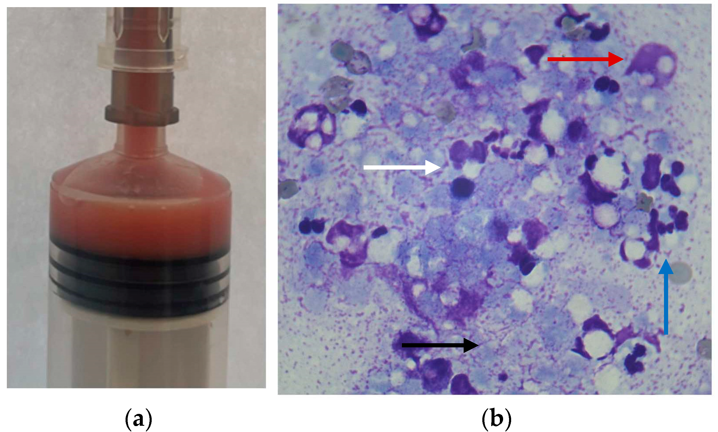 Vetsci 12 00604 g002