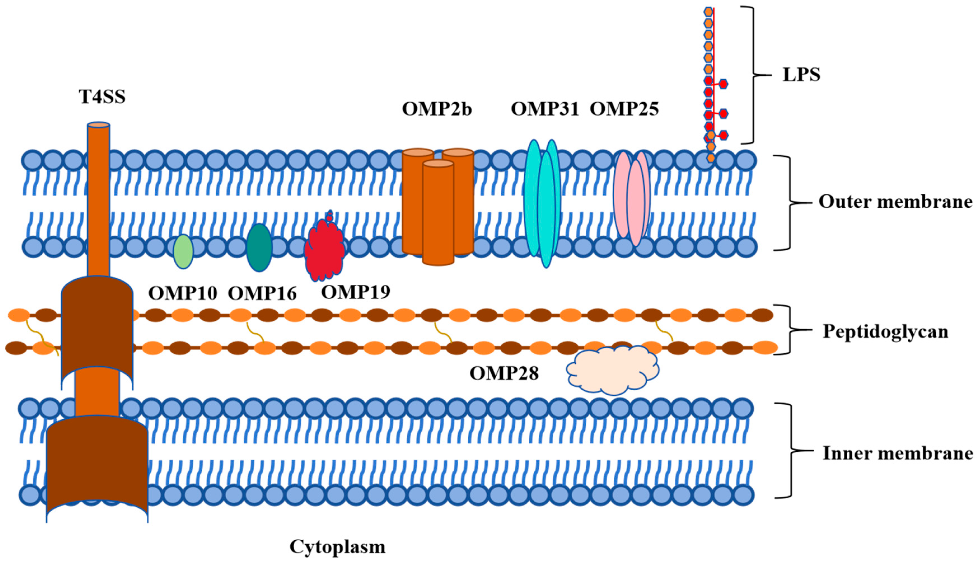 Vetsci 12 00605 g001
