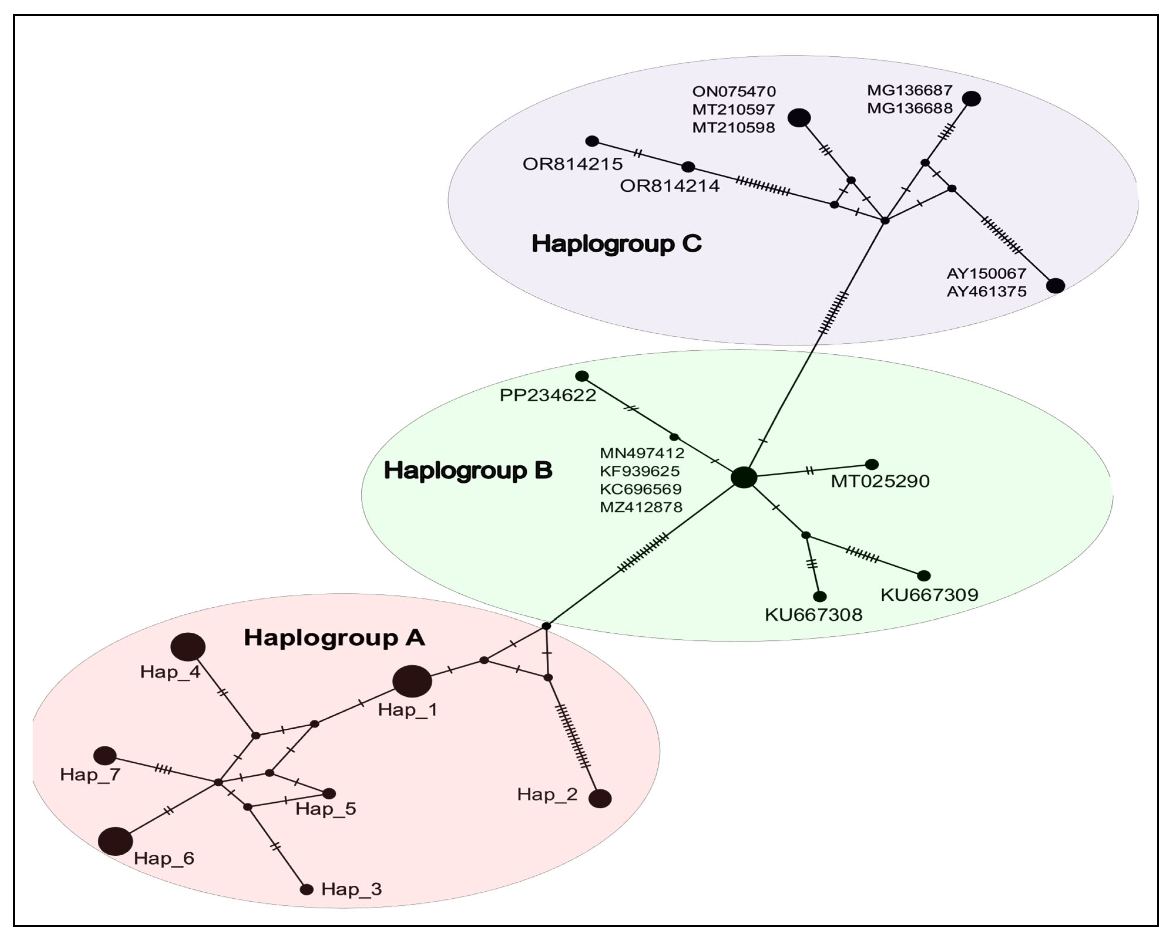 Vetsci 12 00608 g002 Vetsci 12 00608 g002