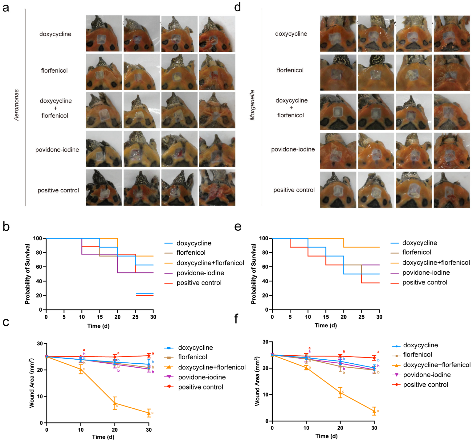 Vetsci 12 00611 g004