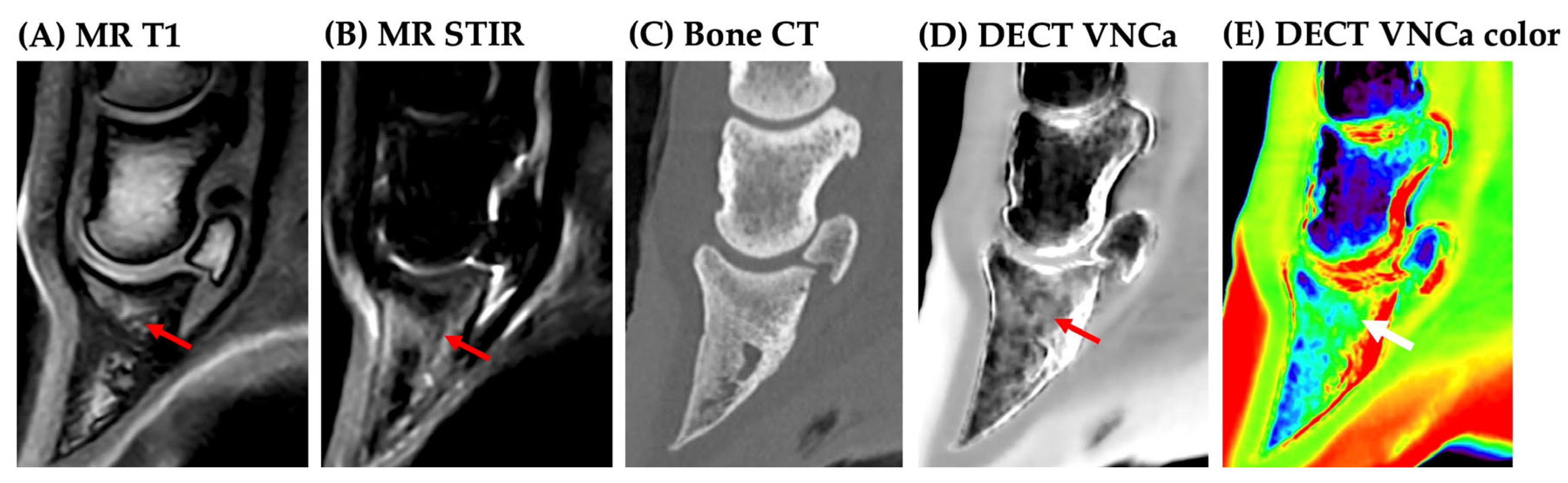 Vetsci 12 00614 g001