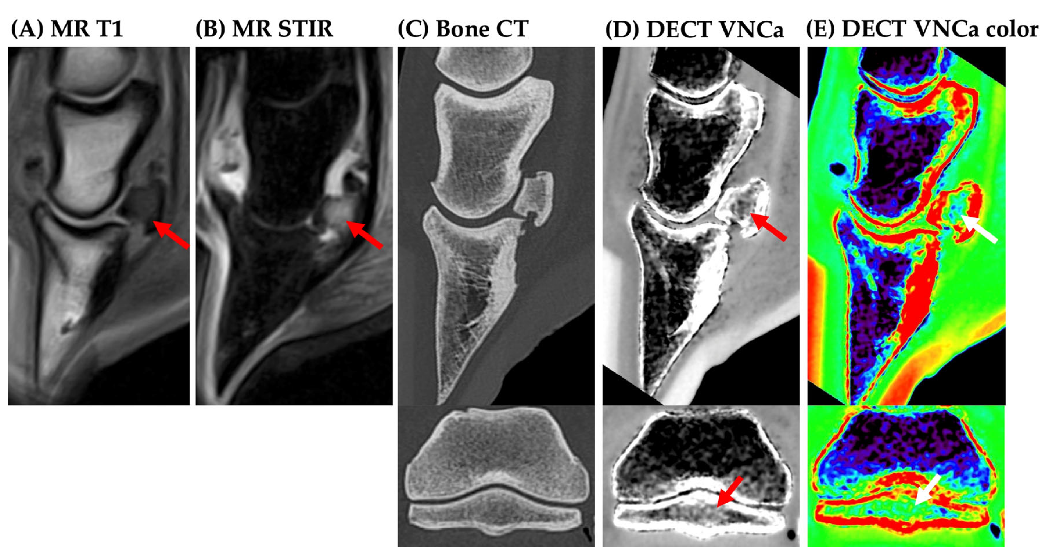 Vetsci 12 00614 g002