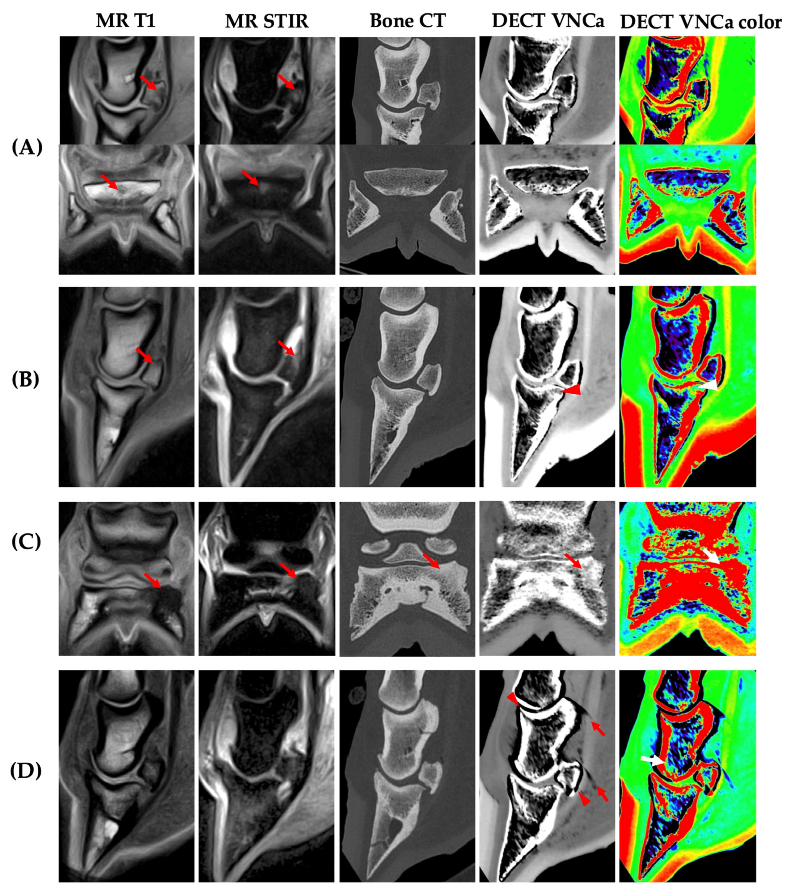 Vetsci 12 00614 g004