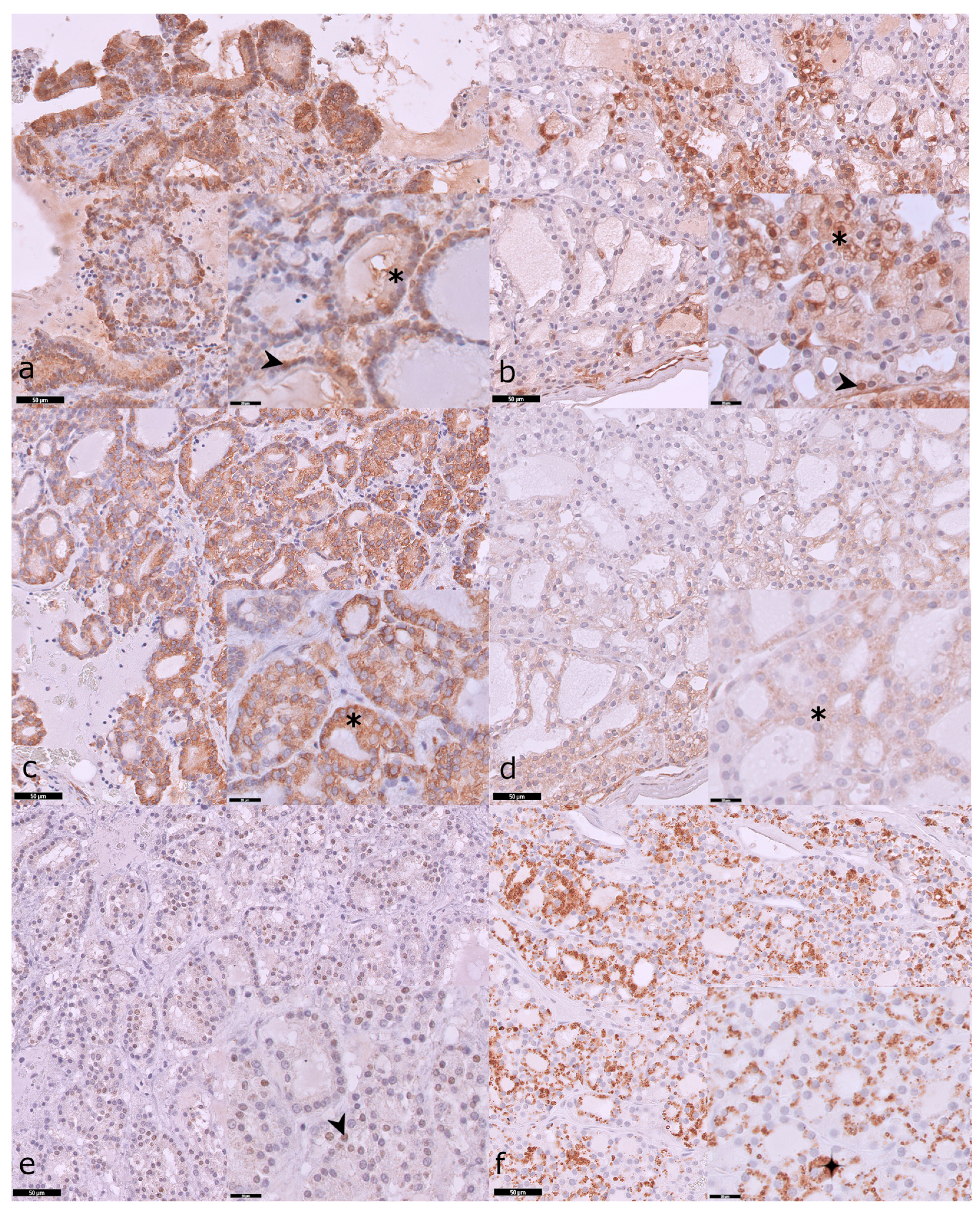 Vetsci 12 00617 g002