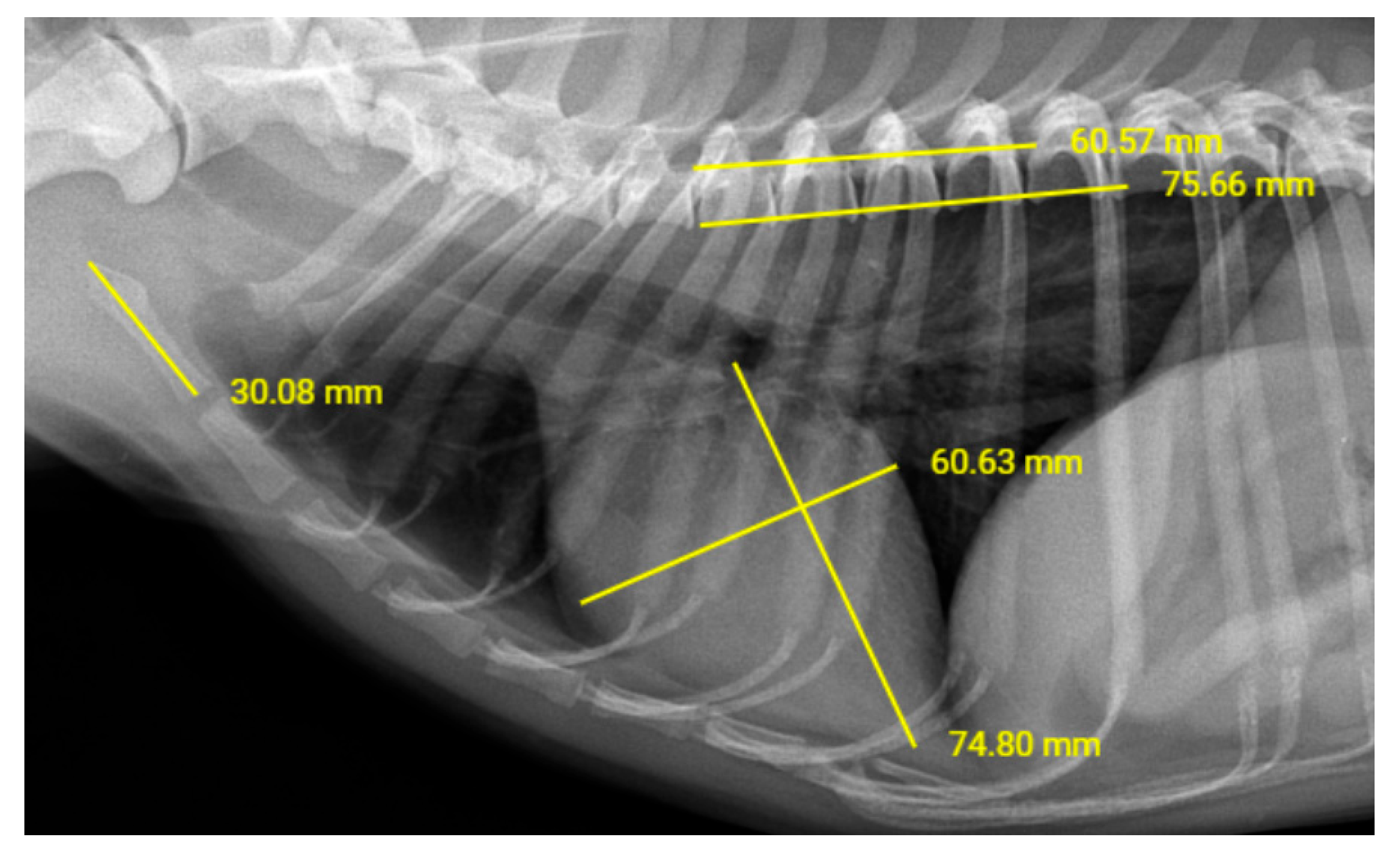 Vetsci 12 00619 g001