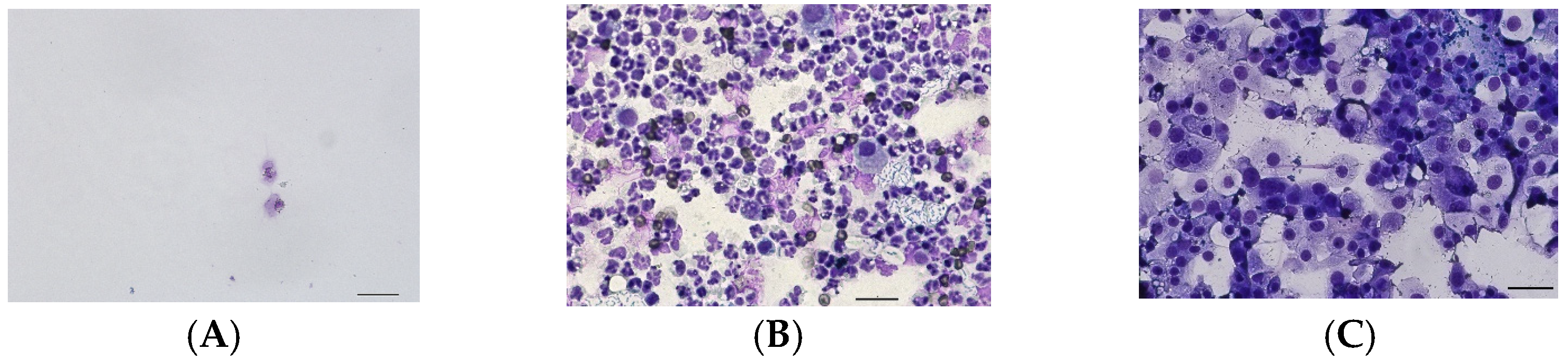 Vetsci 12 00621 g001