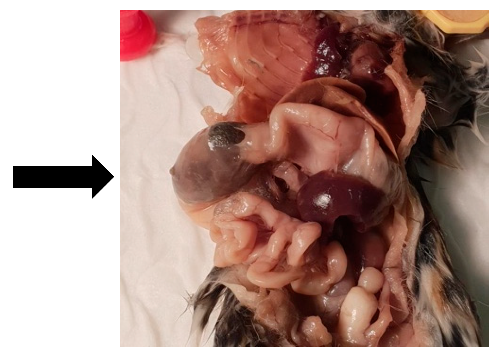 Vetsci 12 00625 g003