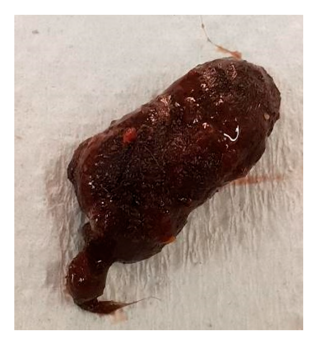 Vetsci 12 00625 g004