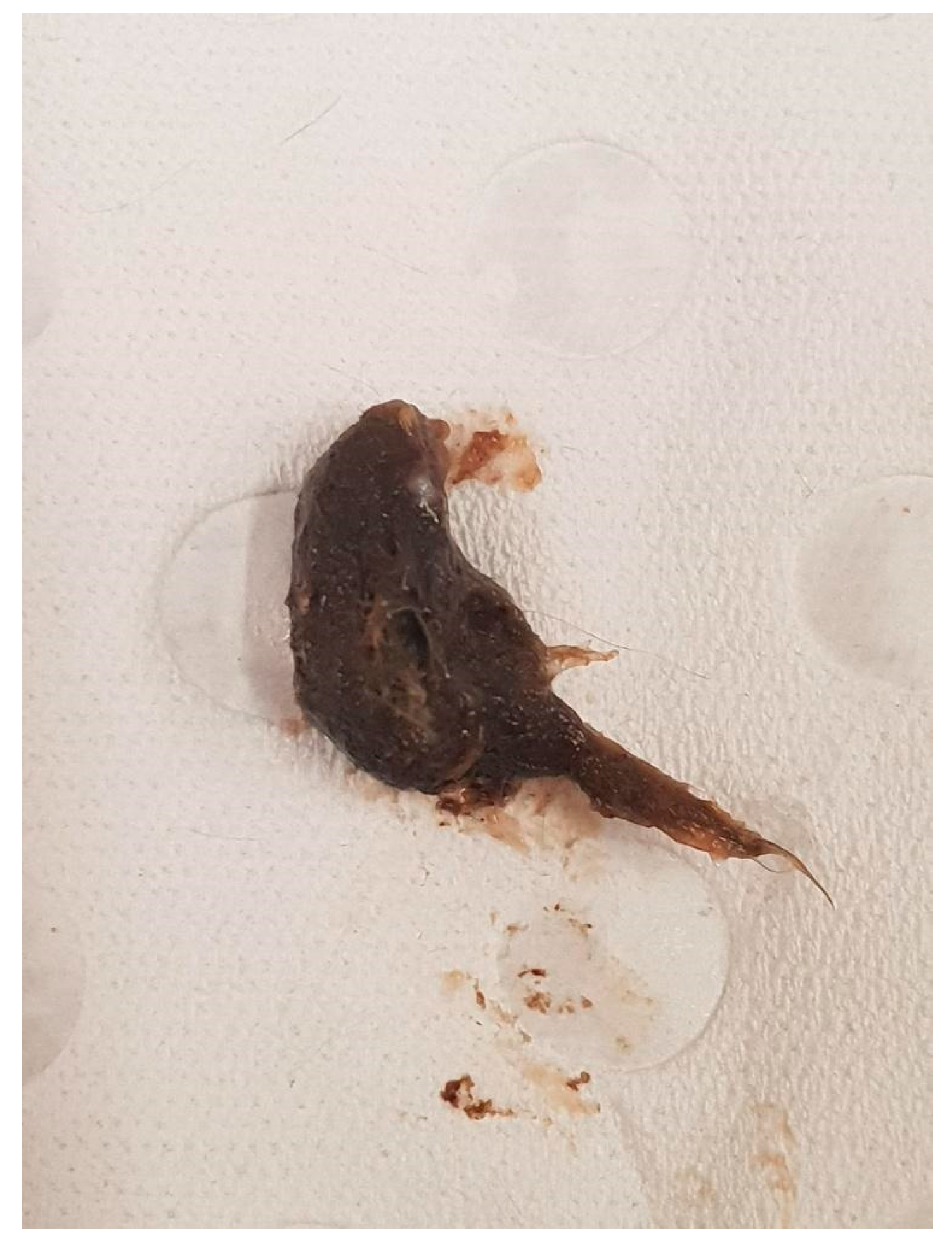 Vetsci 12 00625 g005