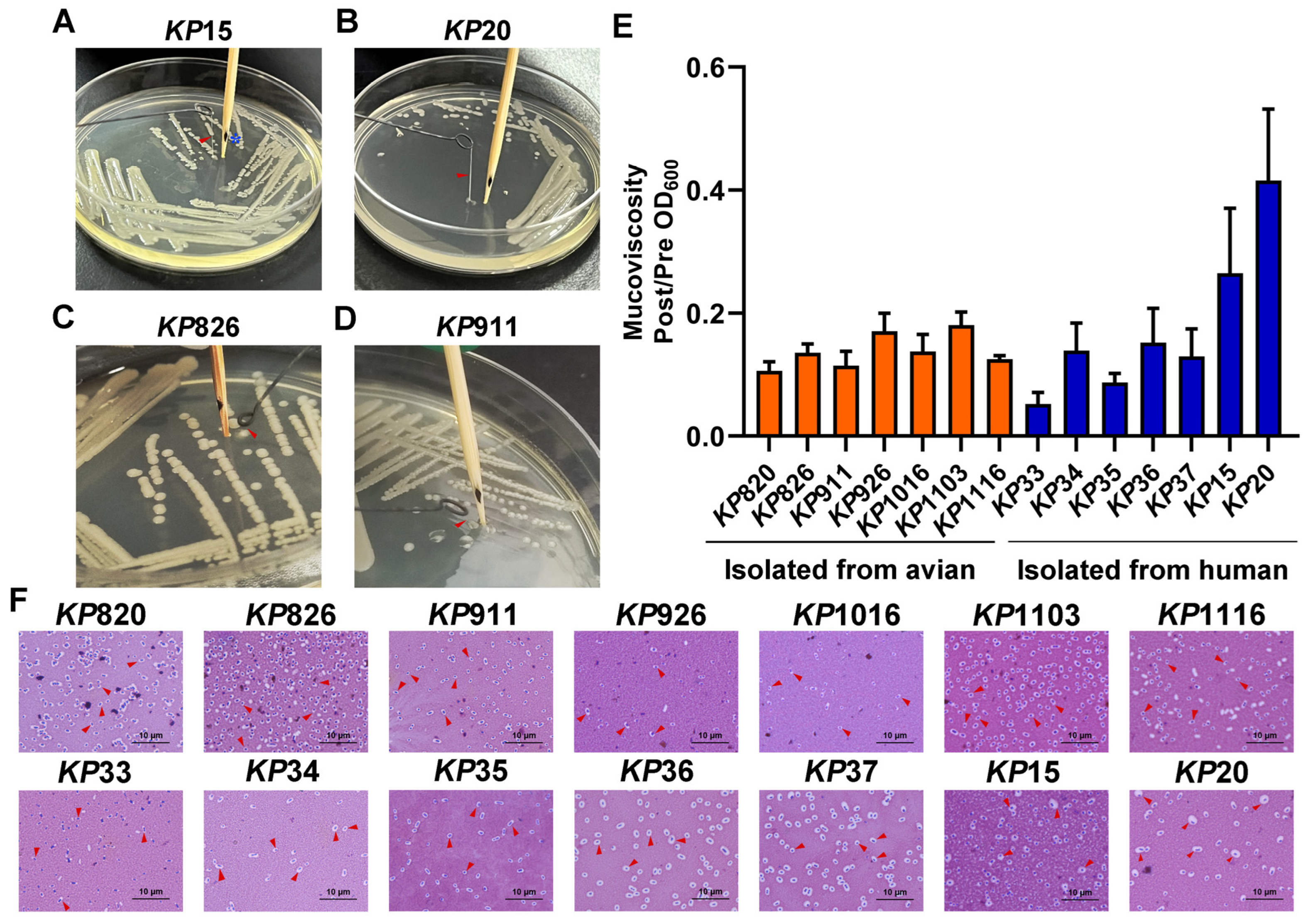 Vetsci 12 00628 g002